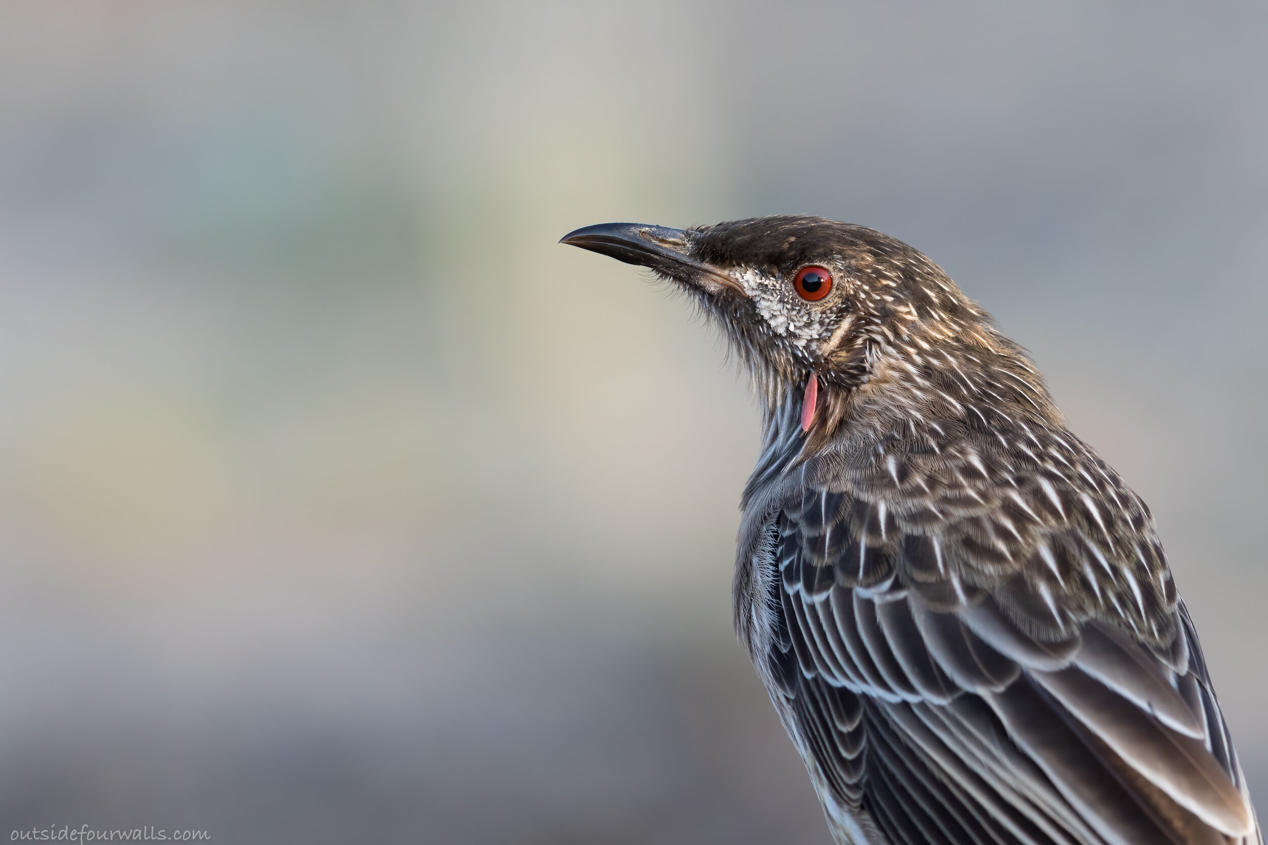 Red Wattlebird (Anthochaera carunculata)