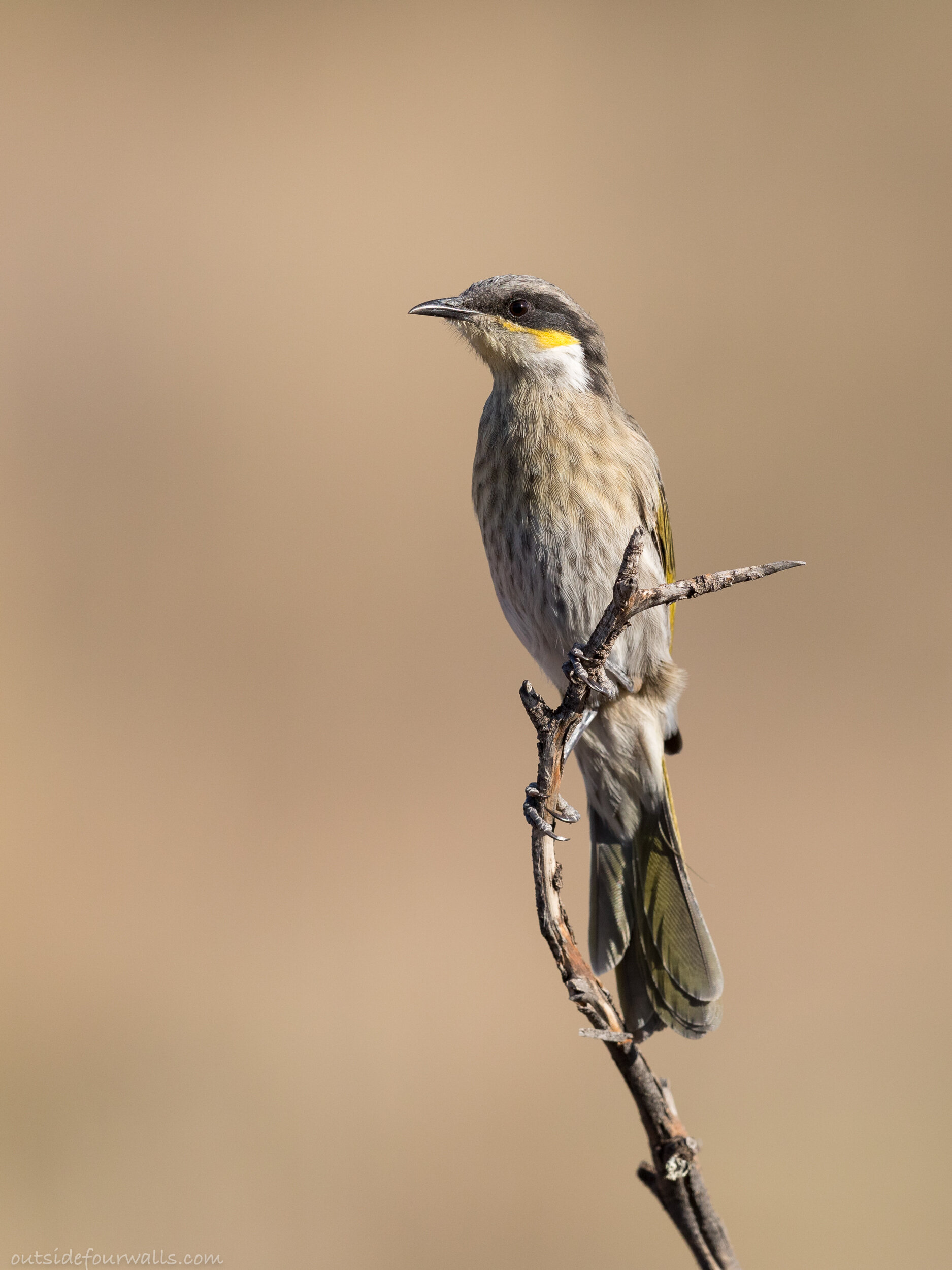 Singing Honeyeater (Gavicalis virescens)
