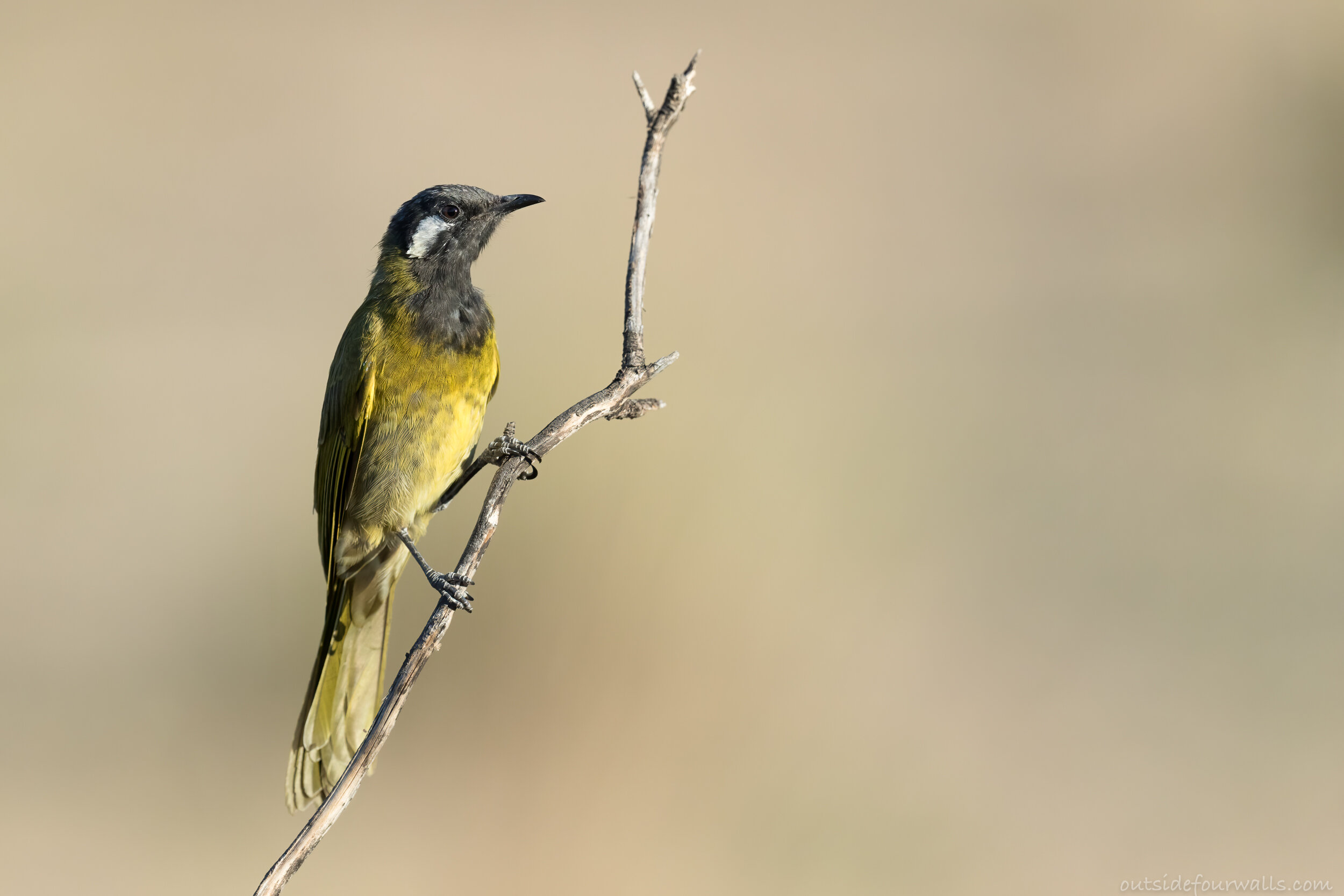 White-eared Honeyeater (Nesoptilotis leucotis)