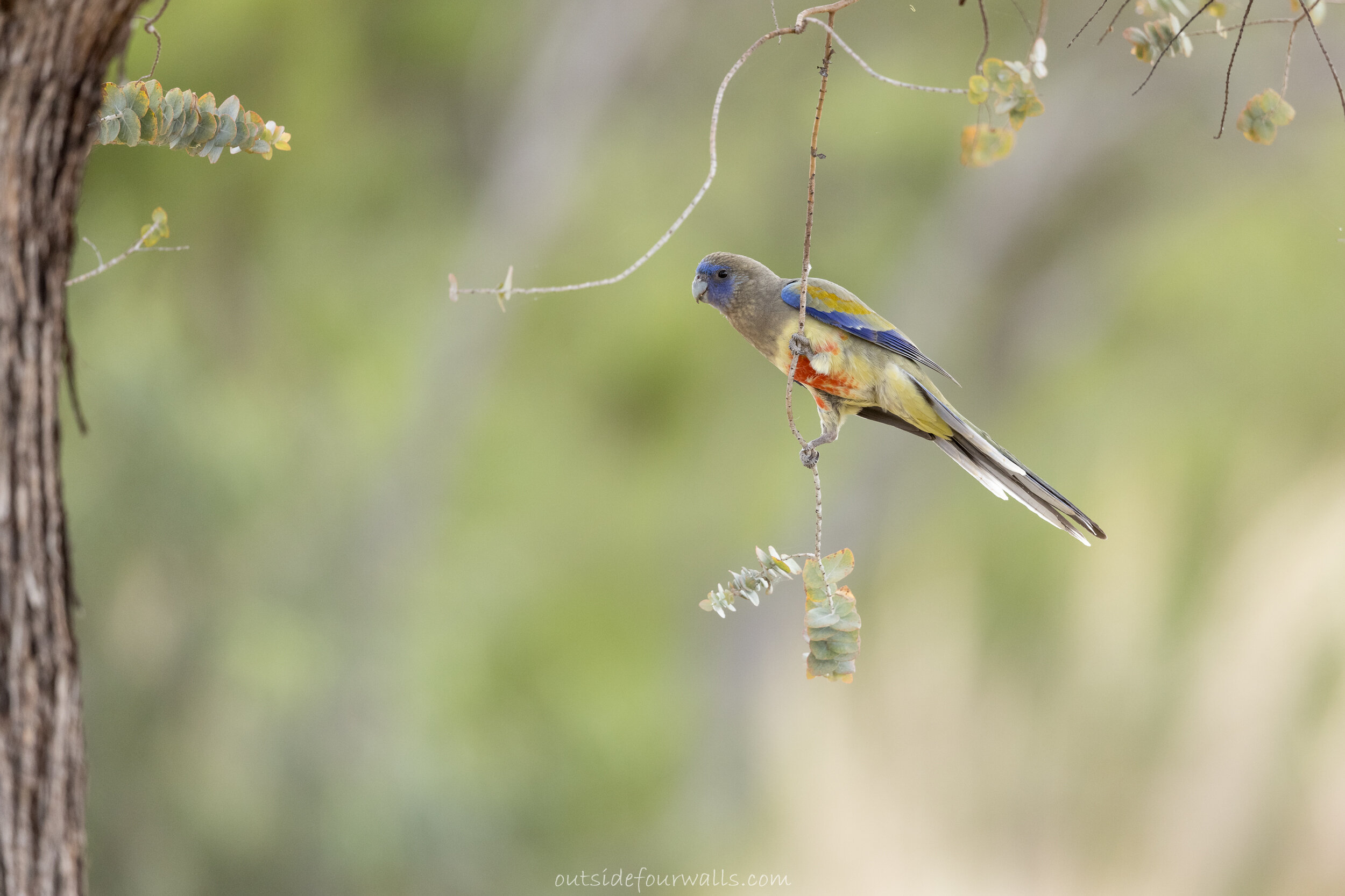 Bluebonnet (Northiella haematogaster)
