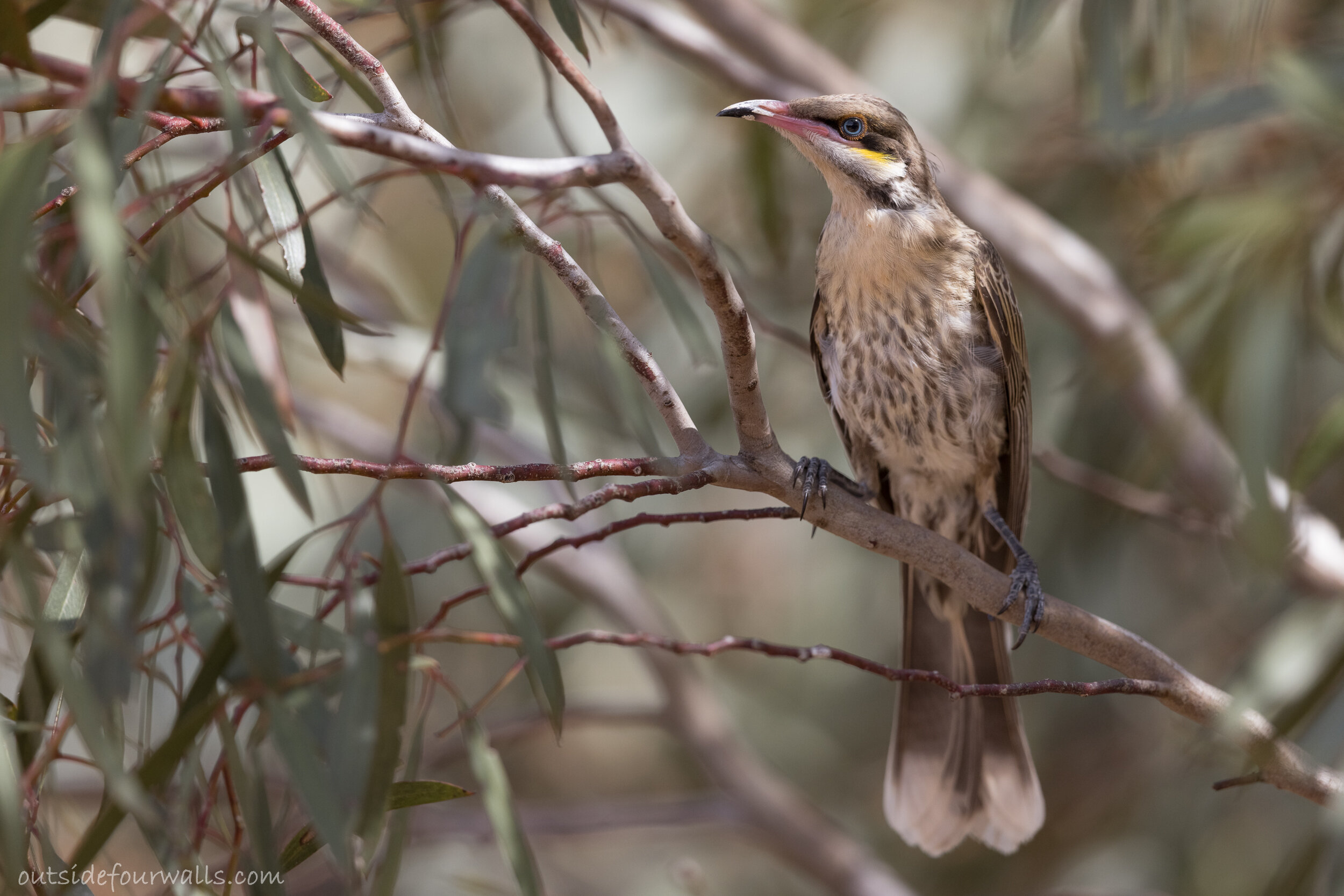 Juvenile Spiny-cheeked Honeyeater (Acanthagenys rufogularis)