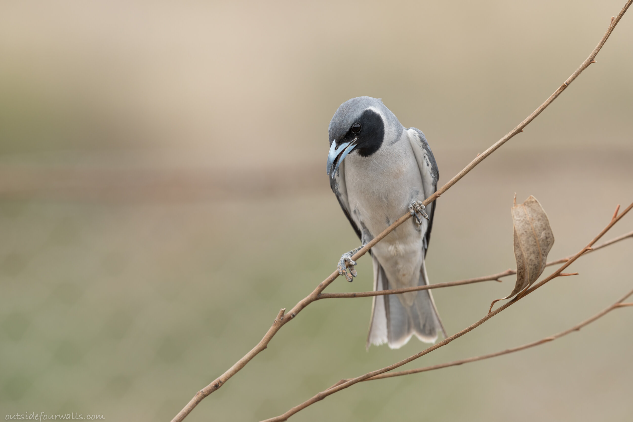 Male Masked Woodswallow (Artamus personatus)