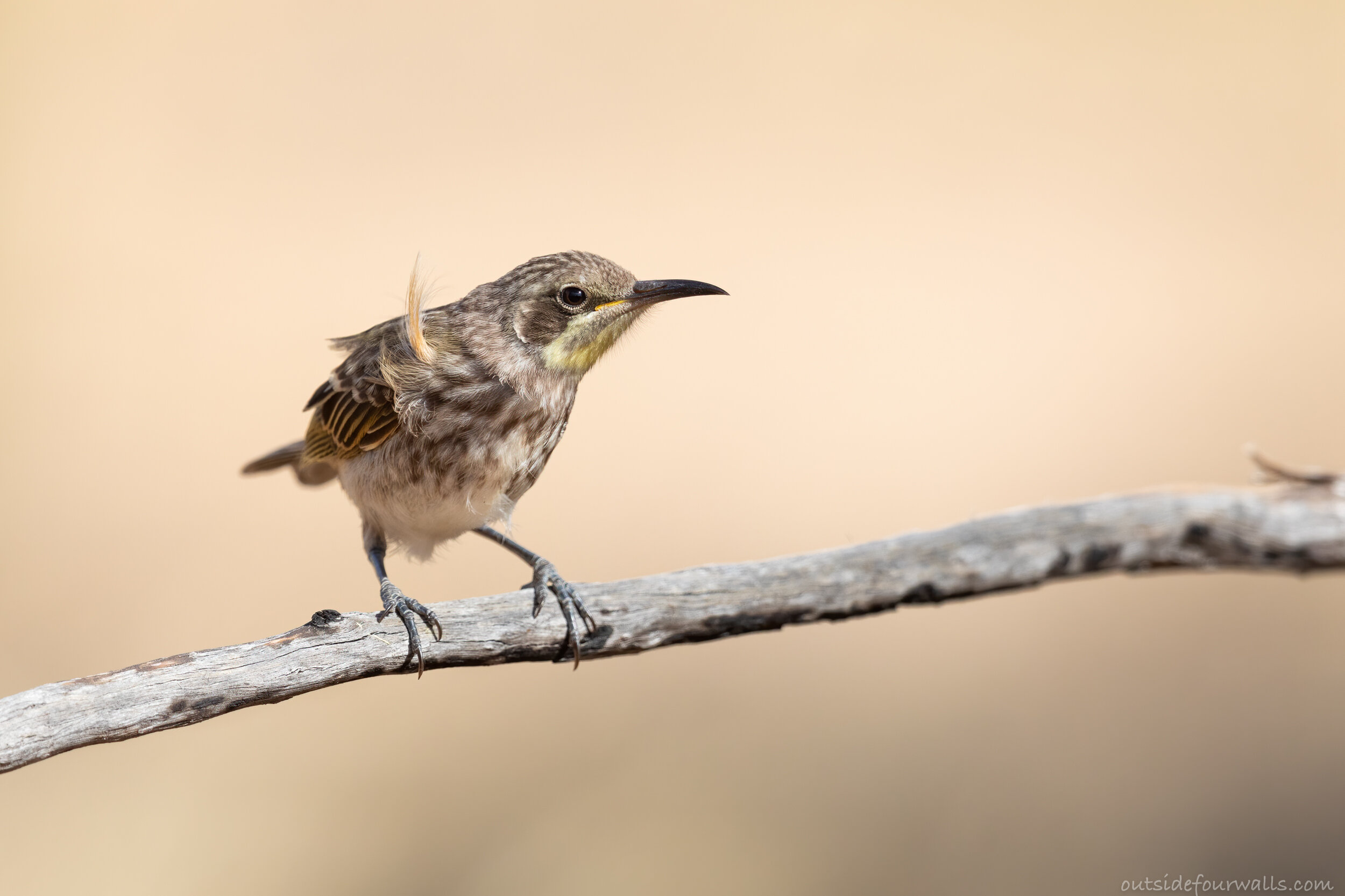 Juvenile Tawny-crowned Honeyeater (Gliciphila melanops)
