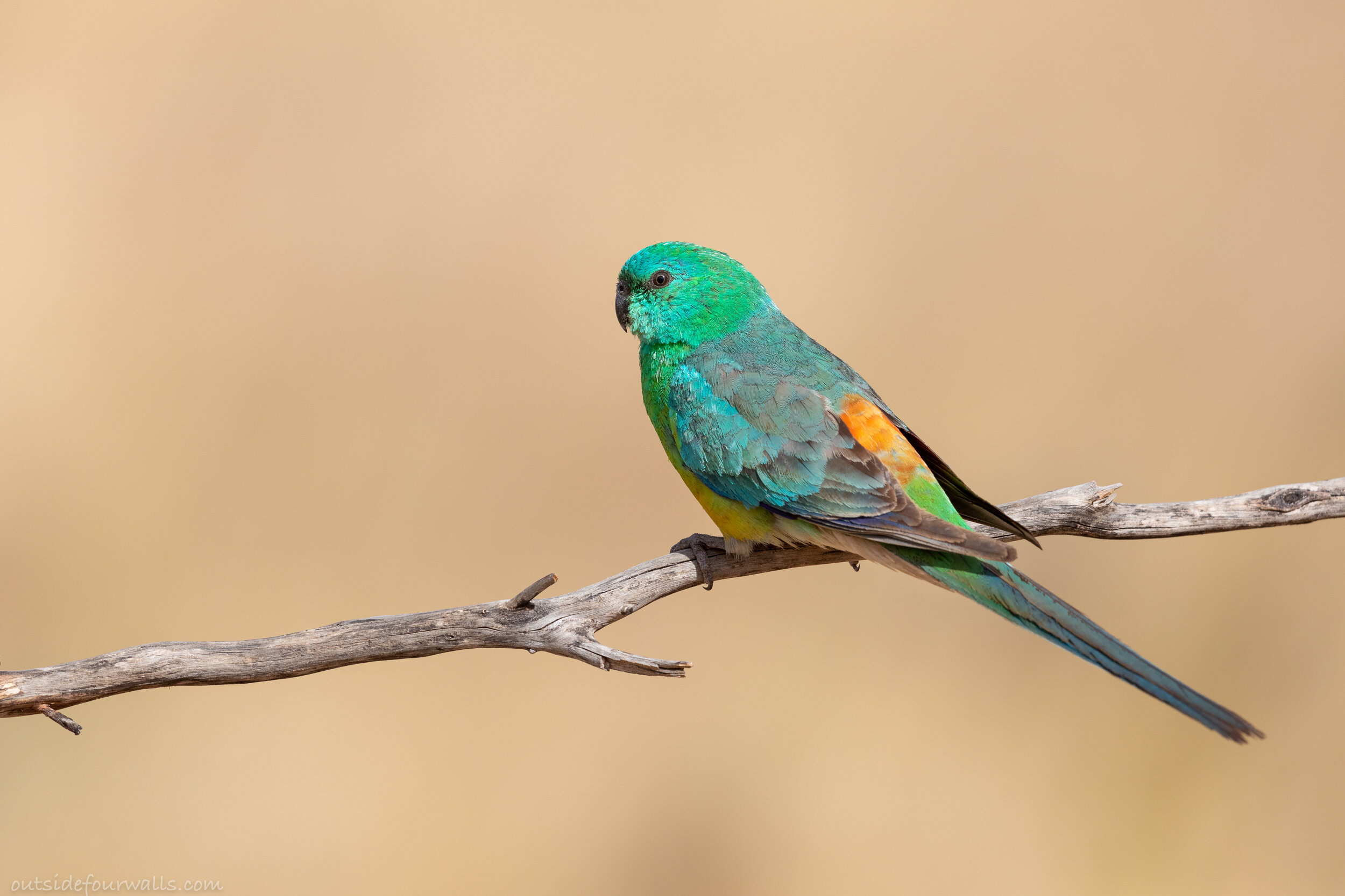 Male Red-rumped Parrot (Psephotus haematonotus)