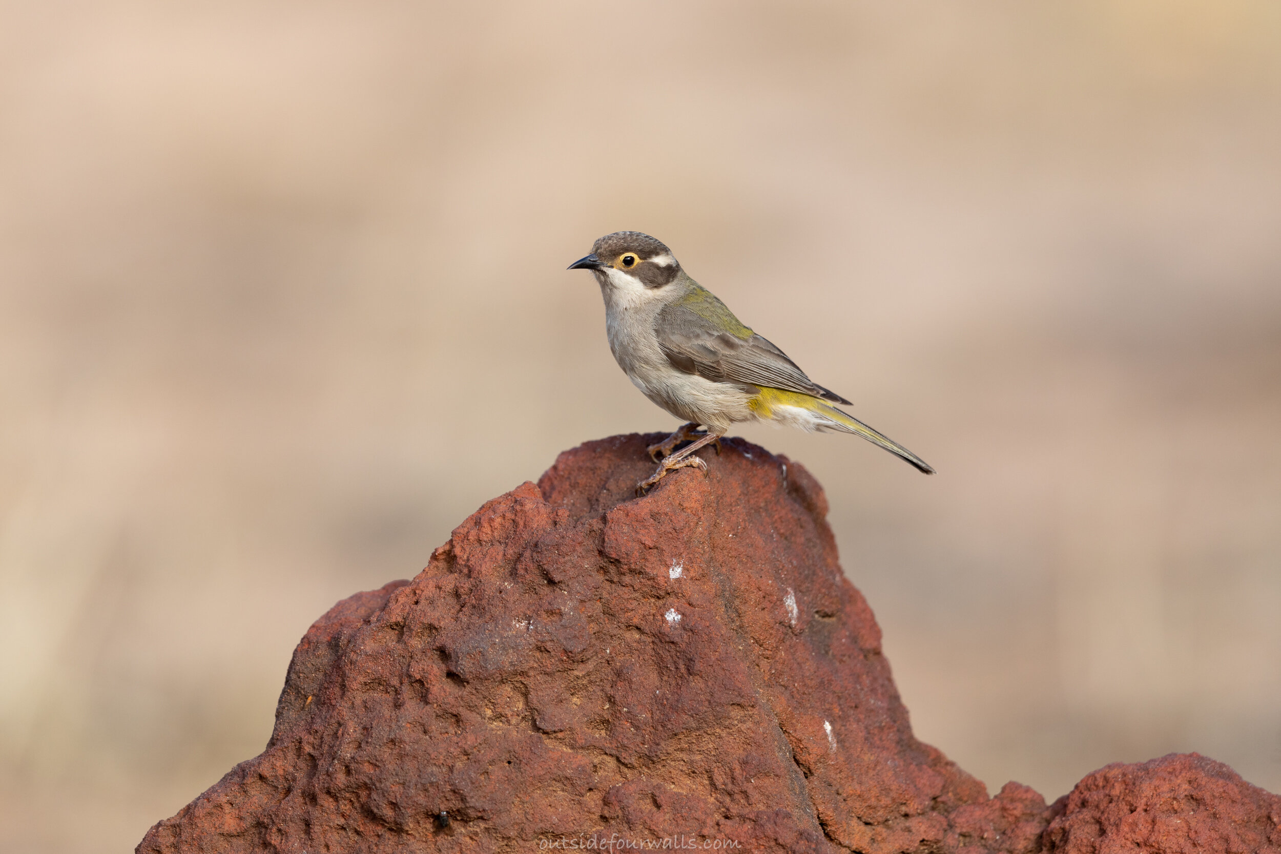 Brown-headed Honeyeater (Melithreptus brevirostris)