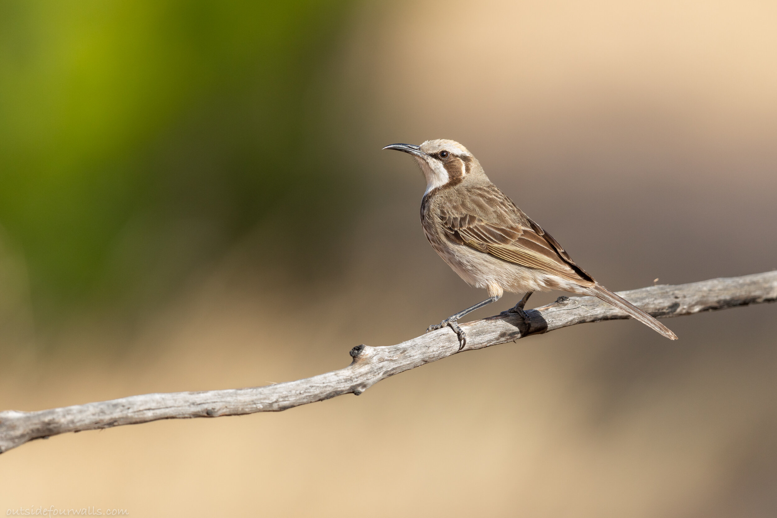 Tawny-crowned Honeyeater (Gliciphila melanops)
