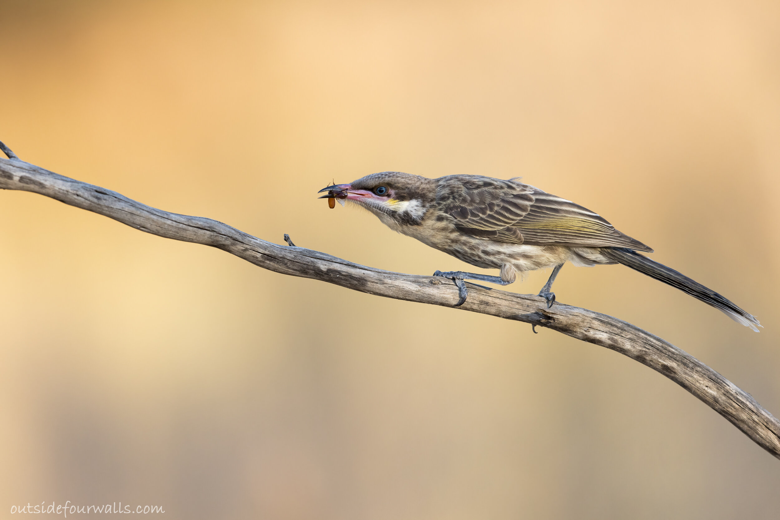 Juvenile Spiny-cheeked Honeyeater (Acanthagenys rufogularis)
