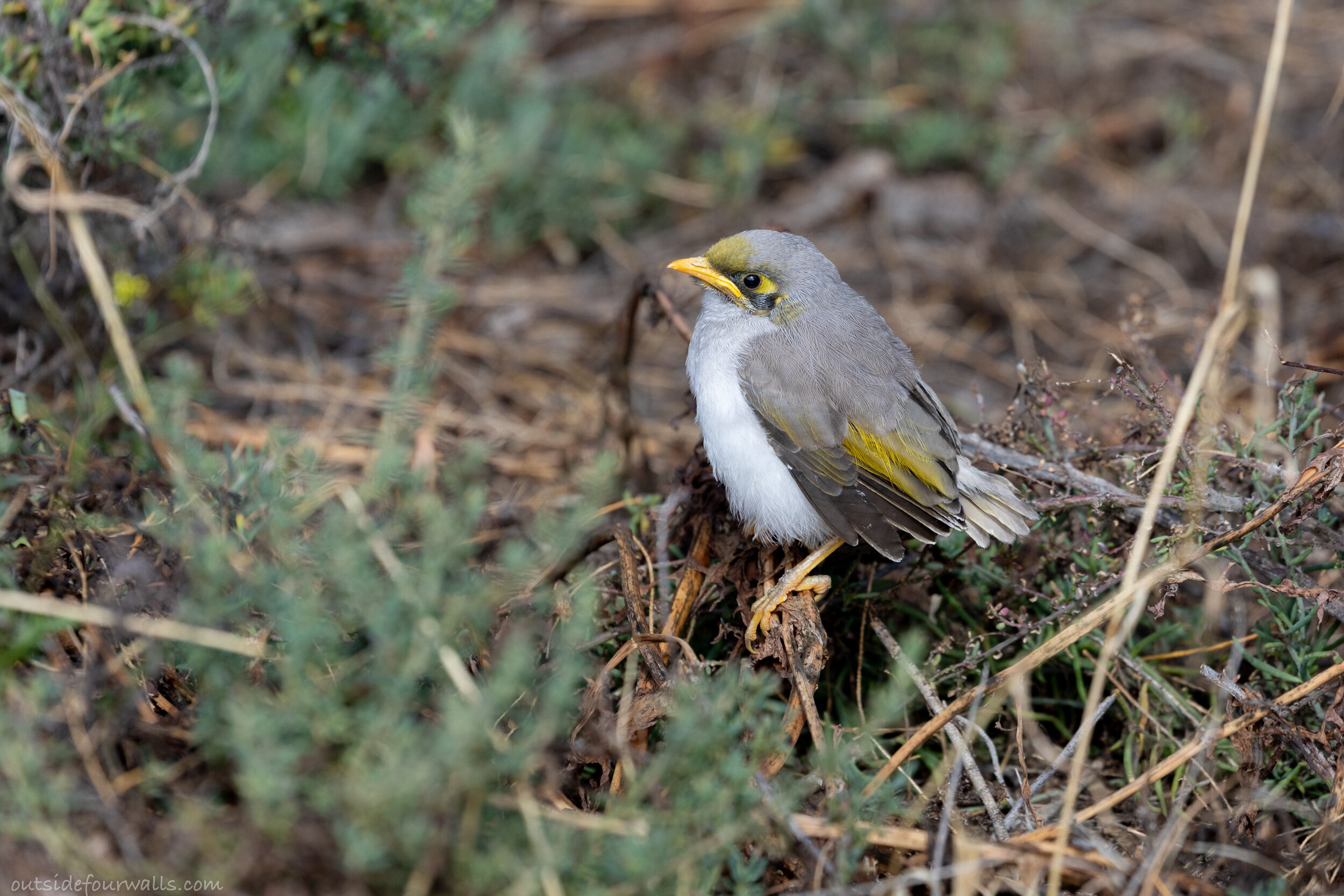 Fledgling Yellow-throated Miner (Manorina flavigula)