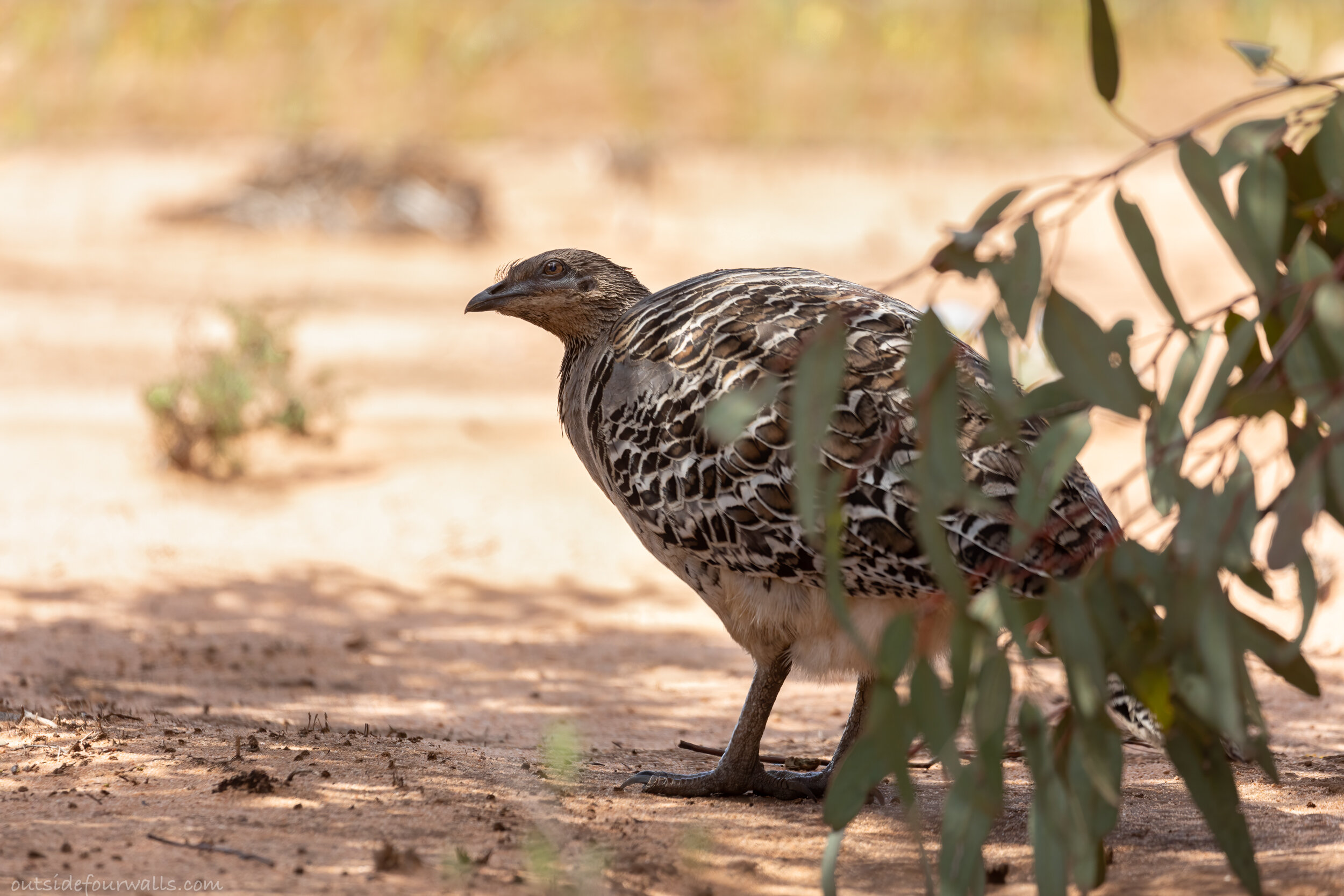 Malleefowl (Leipoa ocellata)