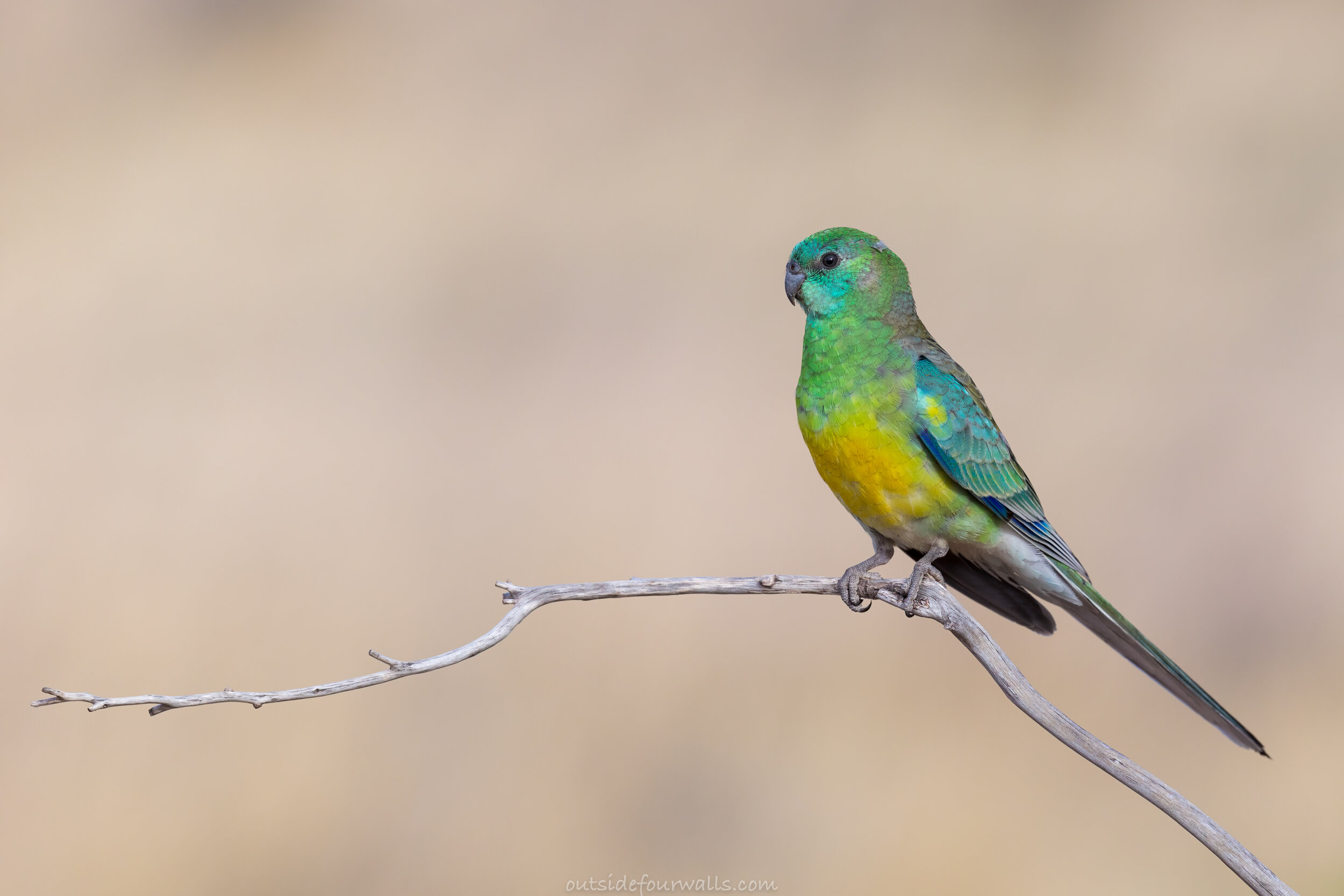 Male Red-rumped Parrot (Psephotus haematonotus)