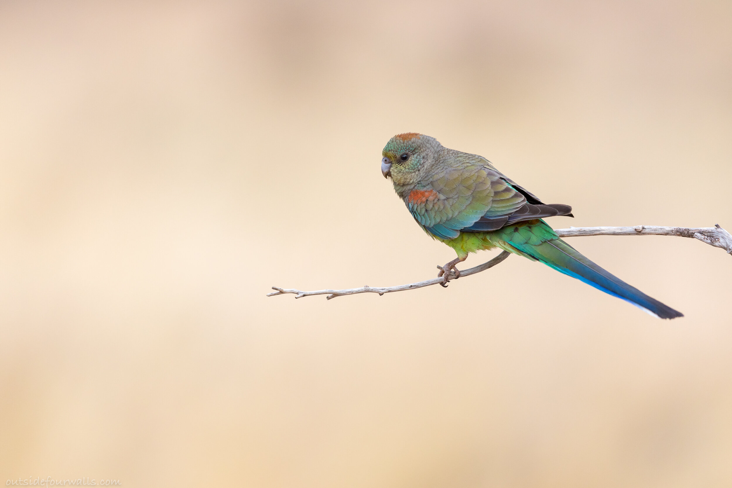 Female Mulga Parrot (Psephotus varius)