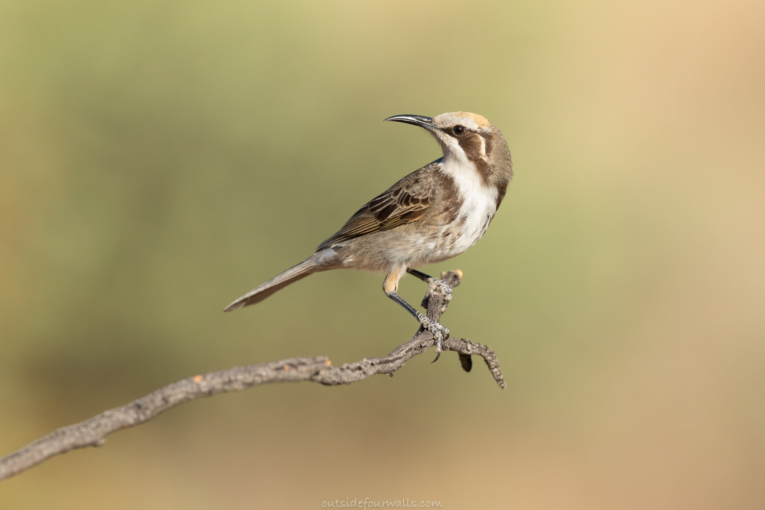 Tawny-crowned Honeyeater (Gliciphila melanops)
