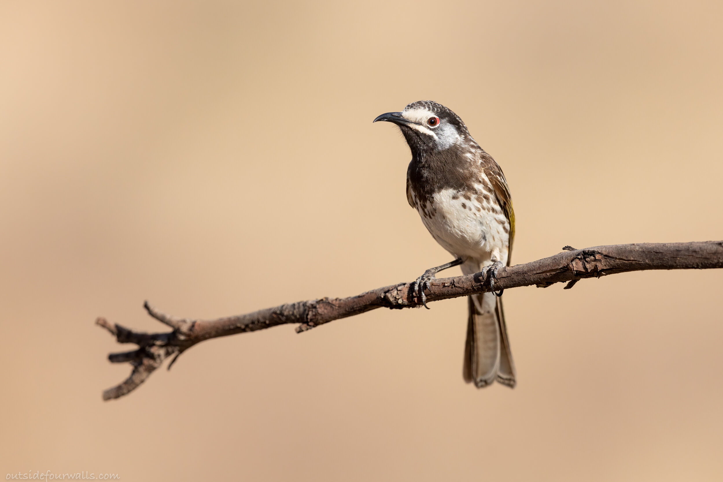 White-fronted Honeyeater (Purnella albifrons)