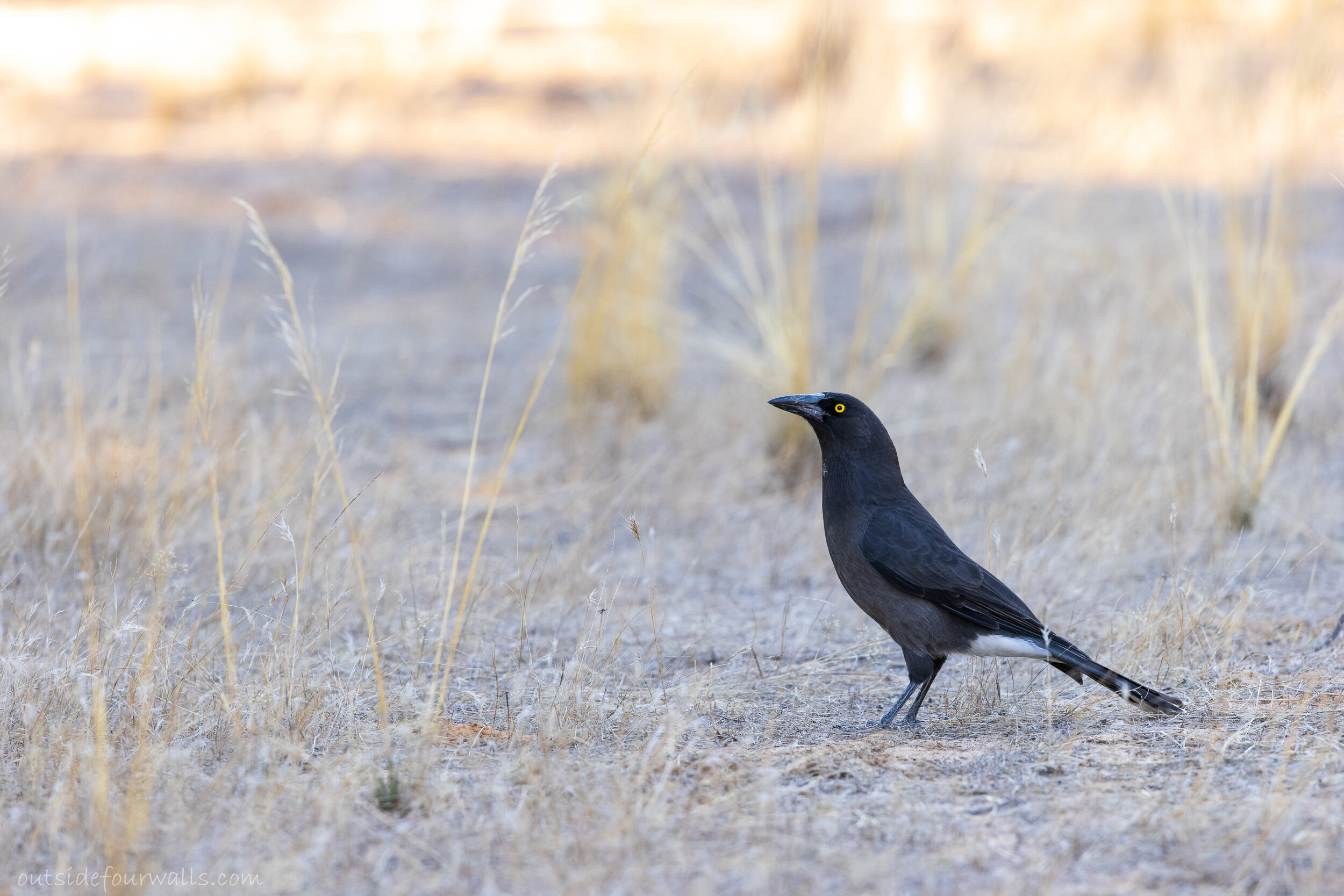 Grey Currawong "Black-winged" (Strepera versicolor melanoptera)