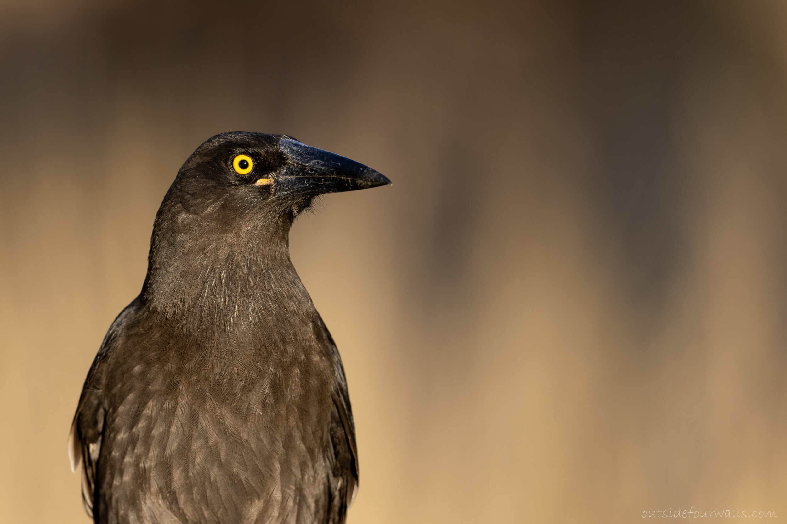 Grey Currawong "Black-winged" (Strepera versicolor melanoptera)