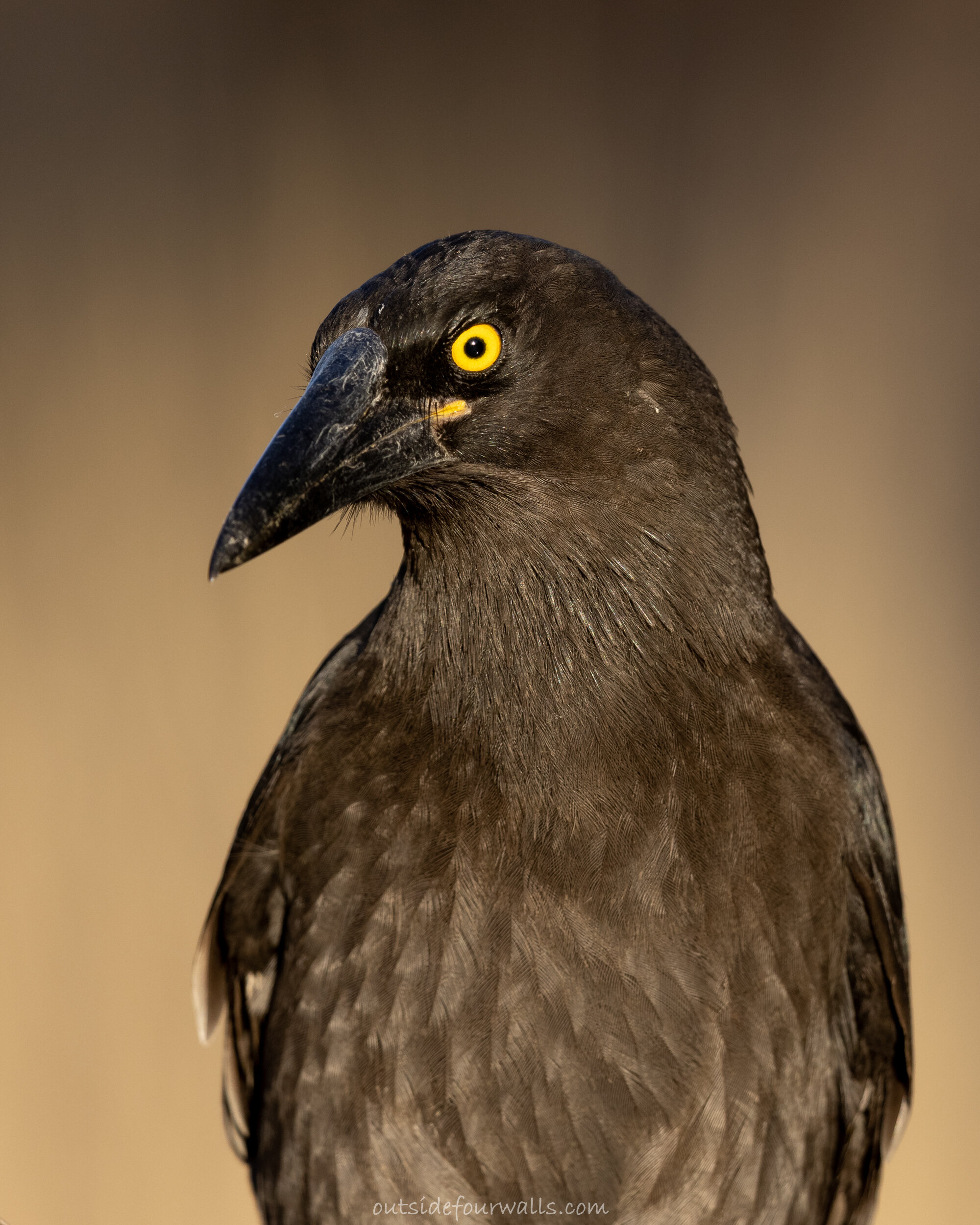 Grey Currawong "Black-winged" (Strepera versicolor melanoptera)