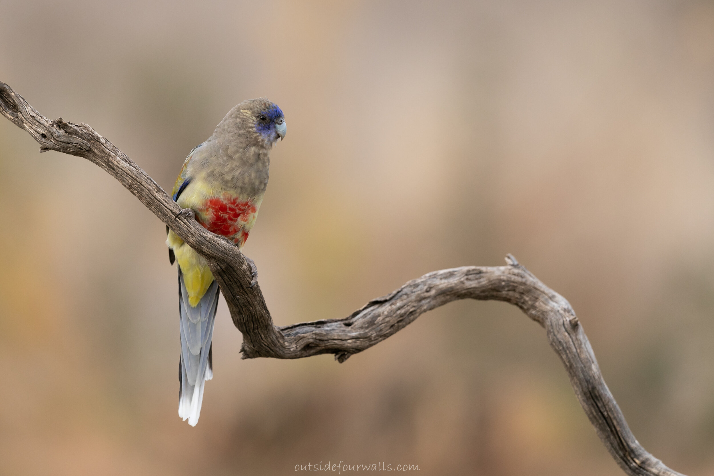 Greater Blue Bonnet (Northiella haematogaster)