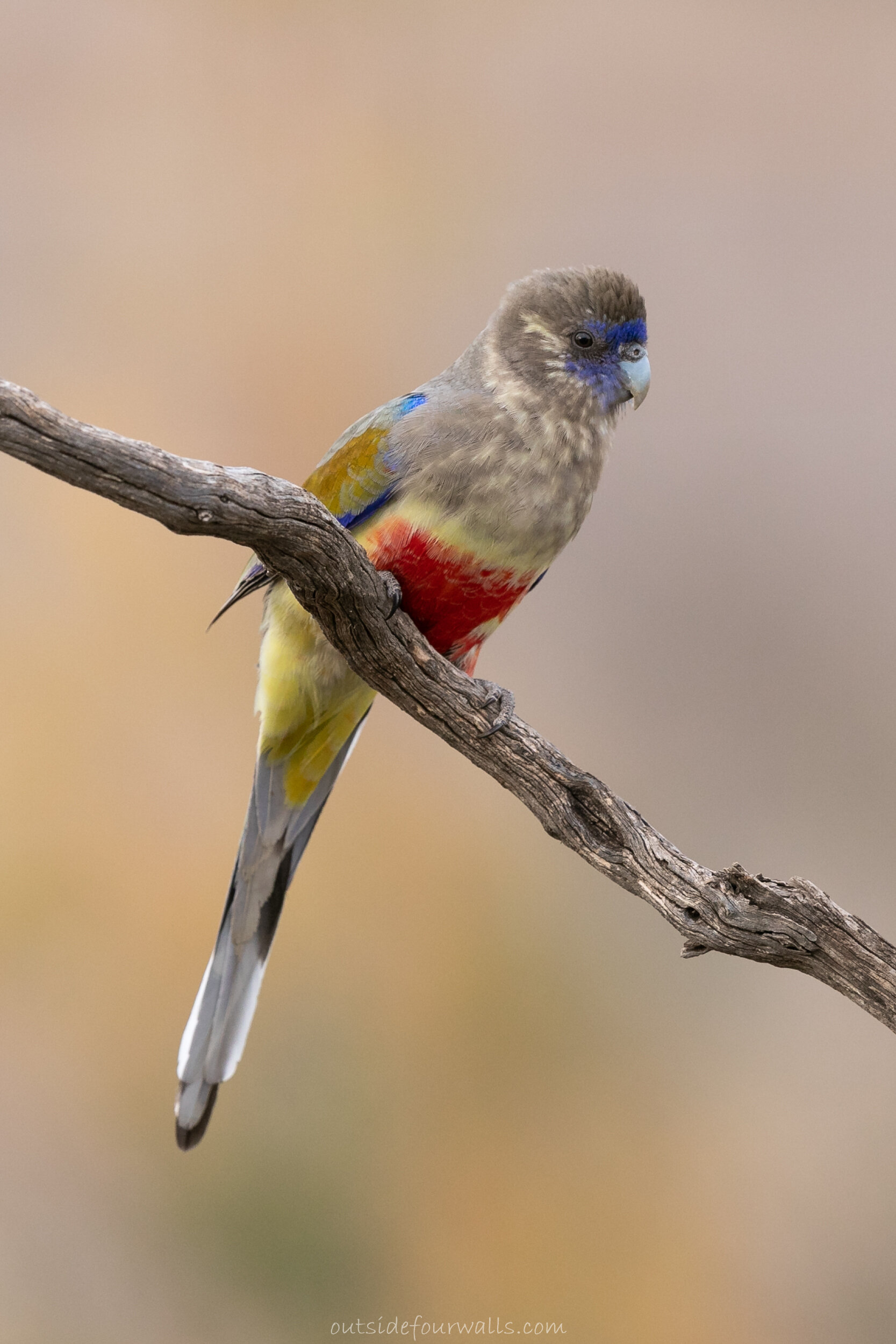 Greater Blue Bonnet (Northiella haematogaster)