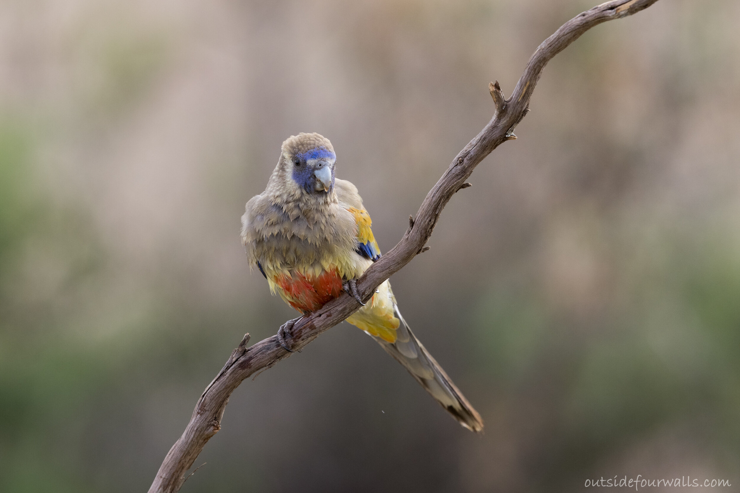 Greater Blue Bonnet (Northiella haematogaster)
