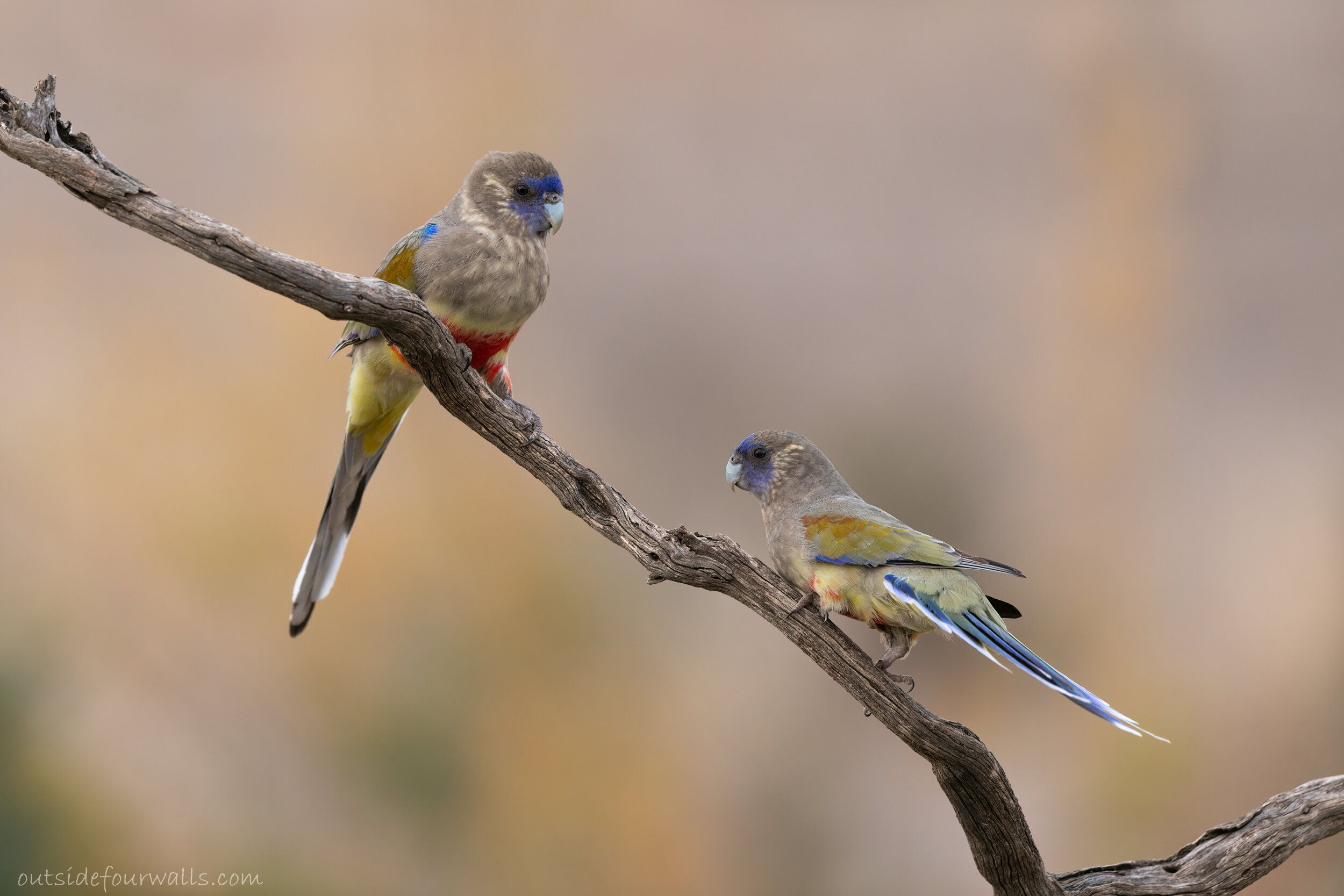 Greater Blue Bonnets (Northiella haematogaster)