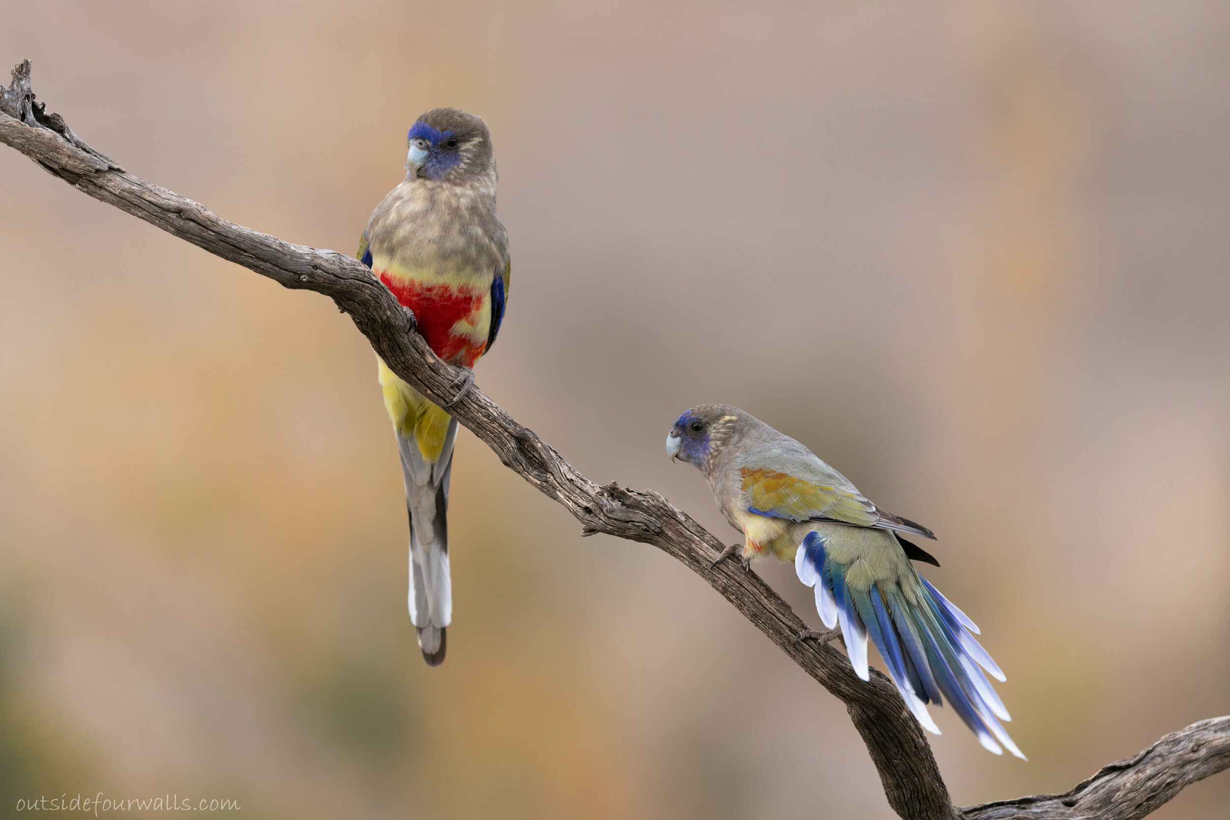Greater Blue Bonnets (Northiella haematogaster)