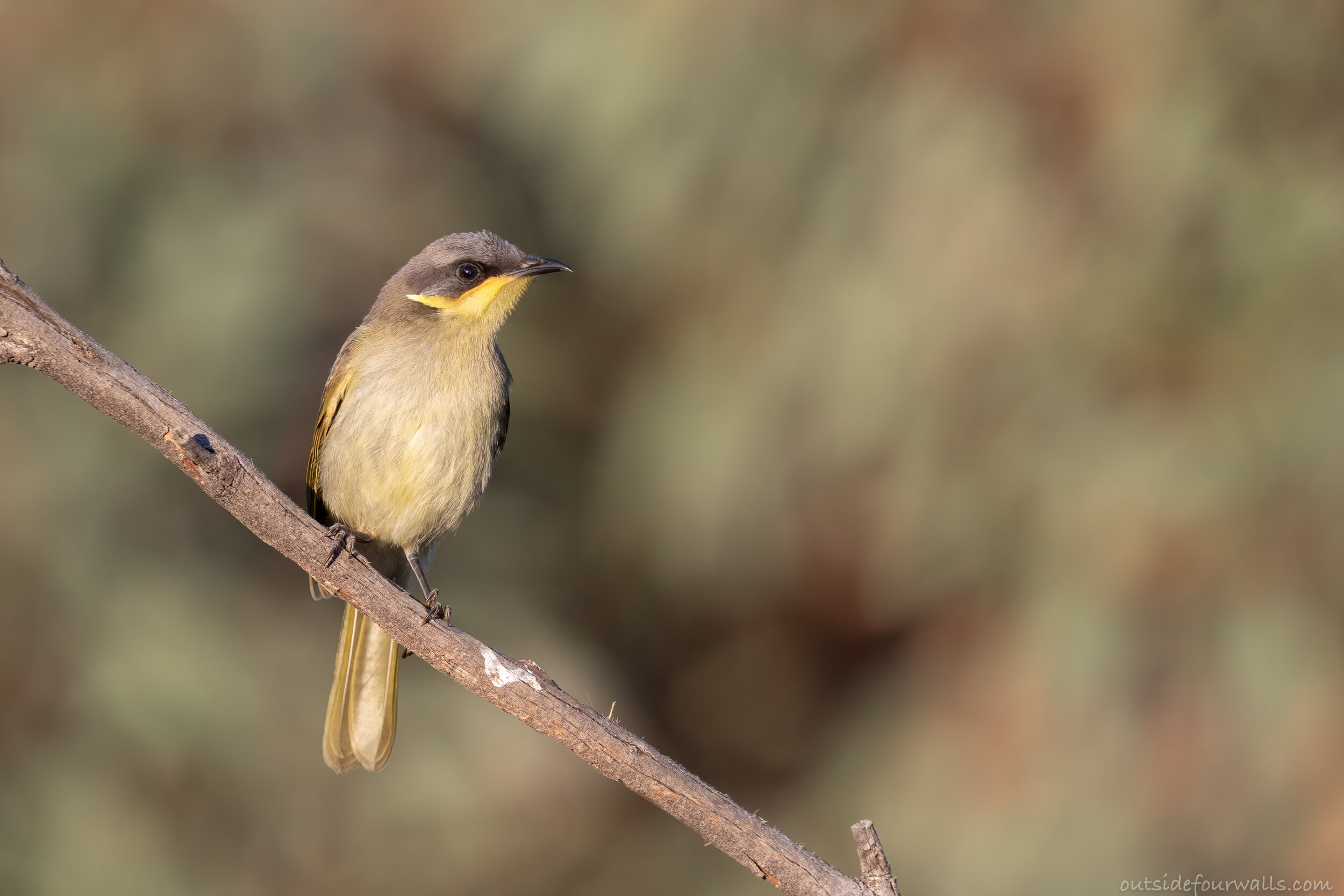 Juvenile Purple-gaped Honeyeater (Lichenostomus cratitius)
