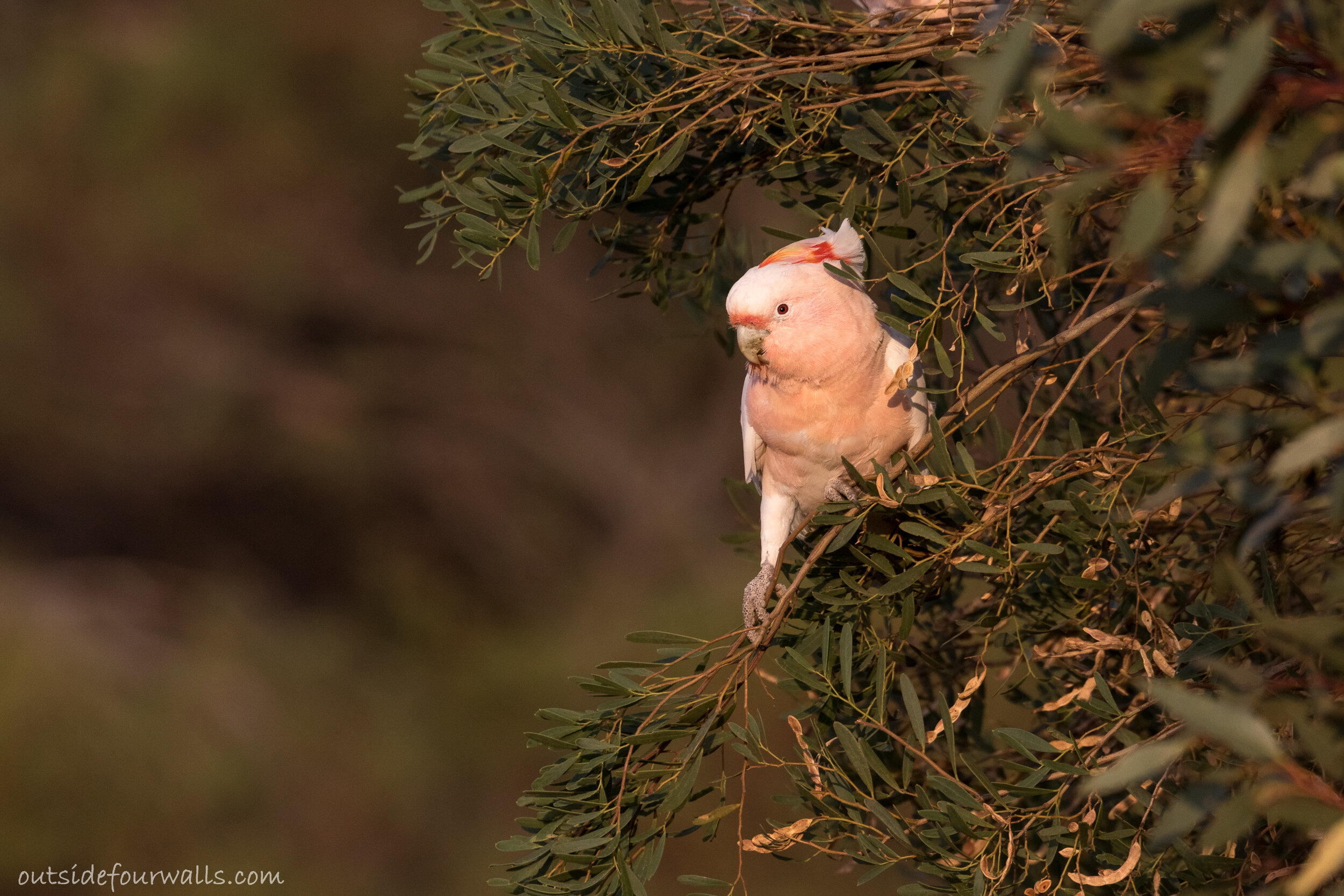 Pink Cockatoo aka Major Mitchell's Cockatoo (Lophochroa leadbeateri)