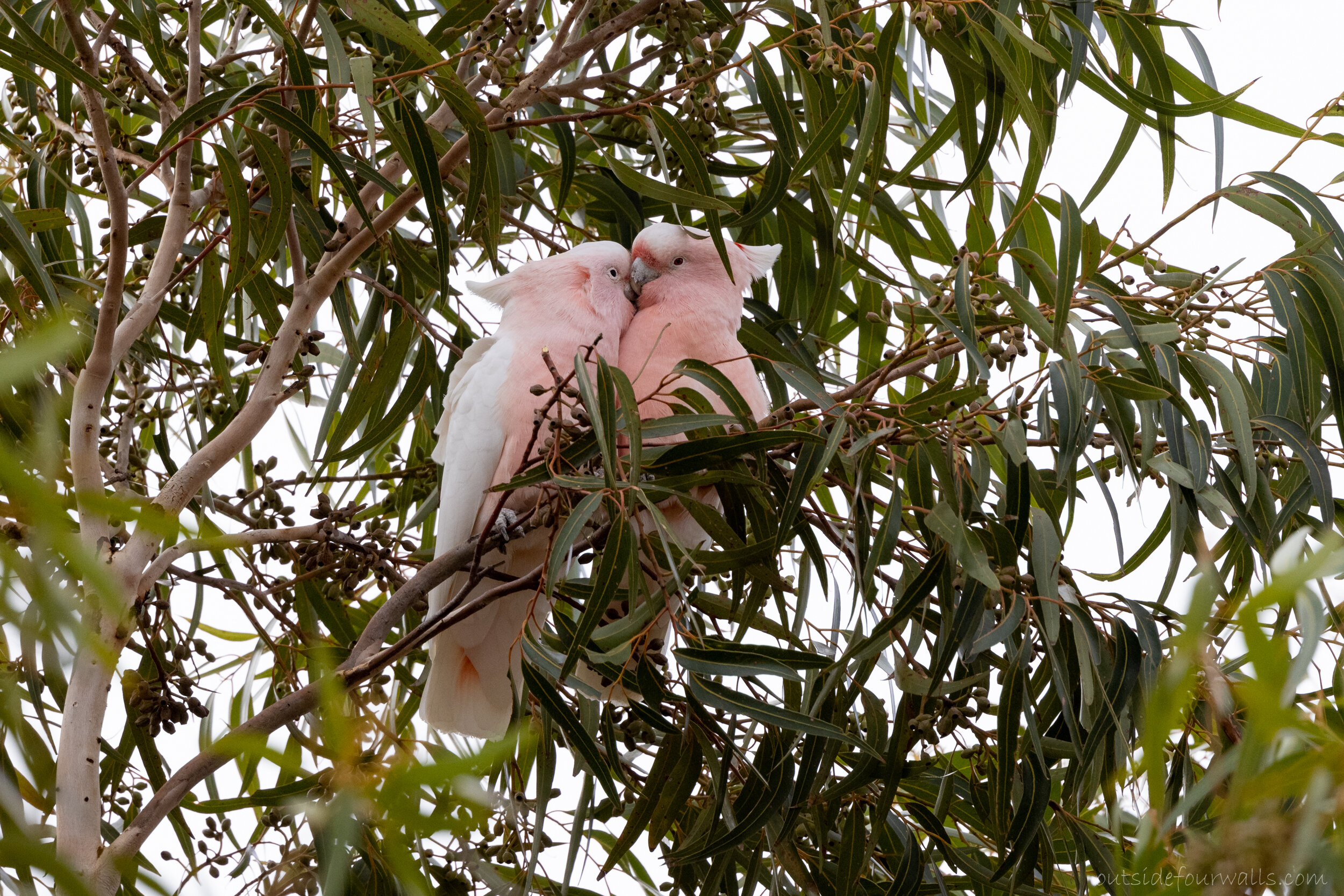 Pink Cockatoo aka Major Mitchell's Cockatoo (Lophochroa leadbeateri)