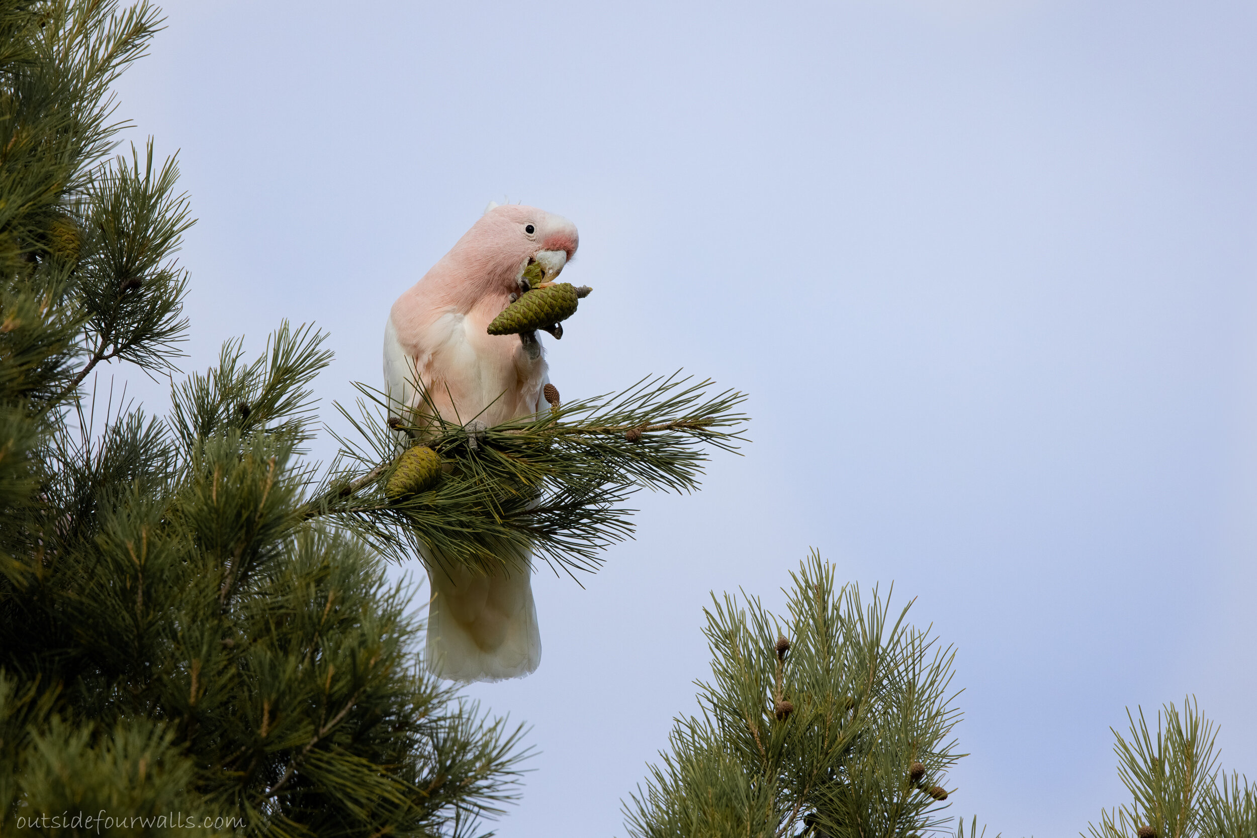 Pink Cockatoo aka Major Mitchell's Cockatoo (Lophochroa leadbeateri)