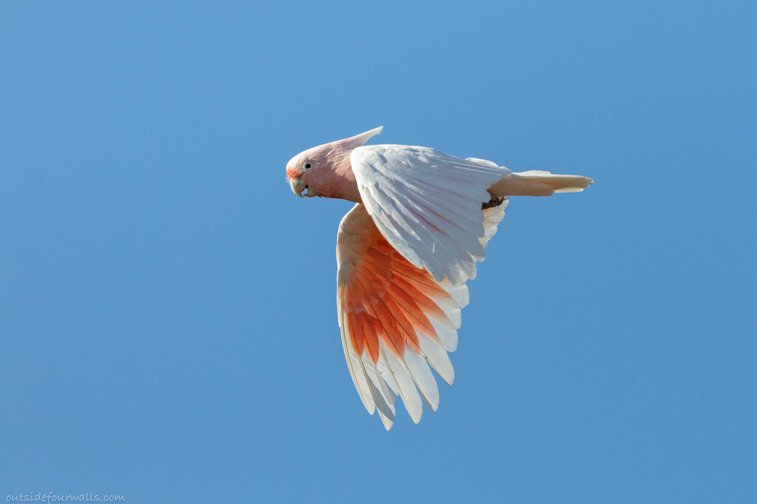 Pink Cockatoo aka Major Mitchell's Cockatoo (Lophochroa leadbeateri)
