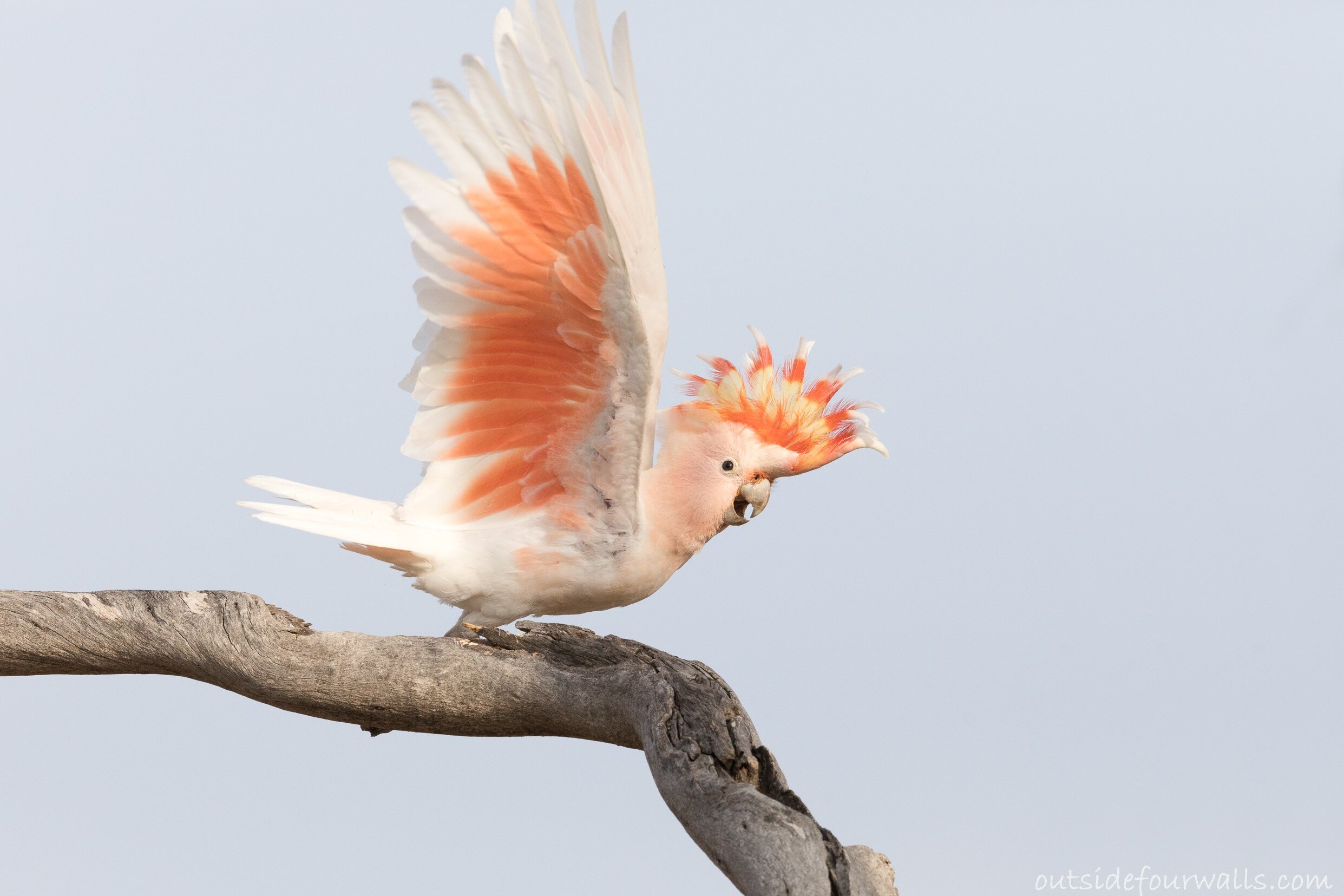 Pink Cockatoo aka Major Mitchell's Cockatoo (Lophochroa leadbeateri)