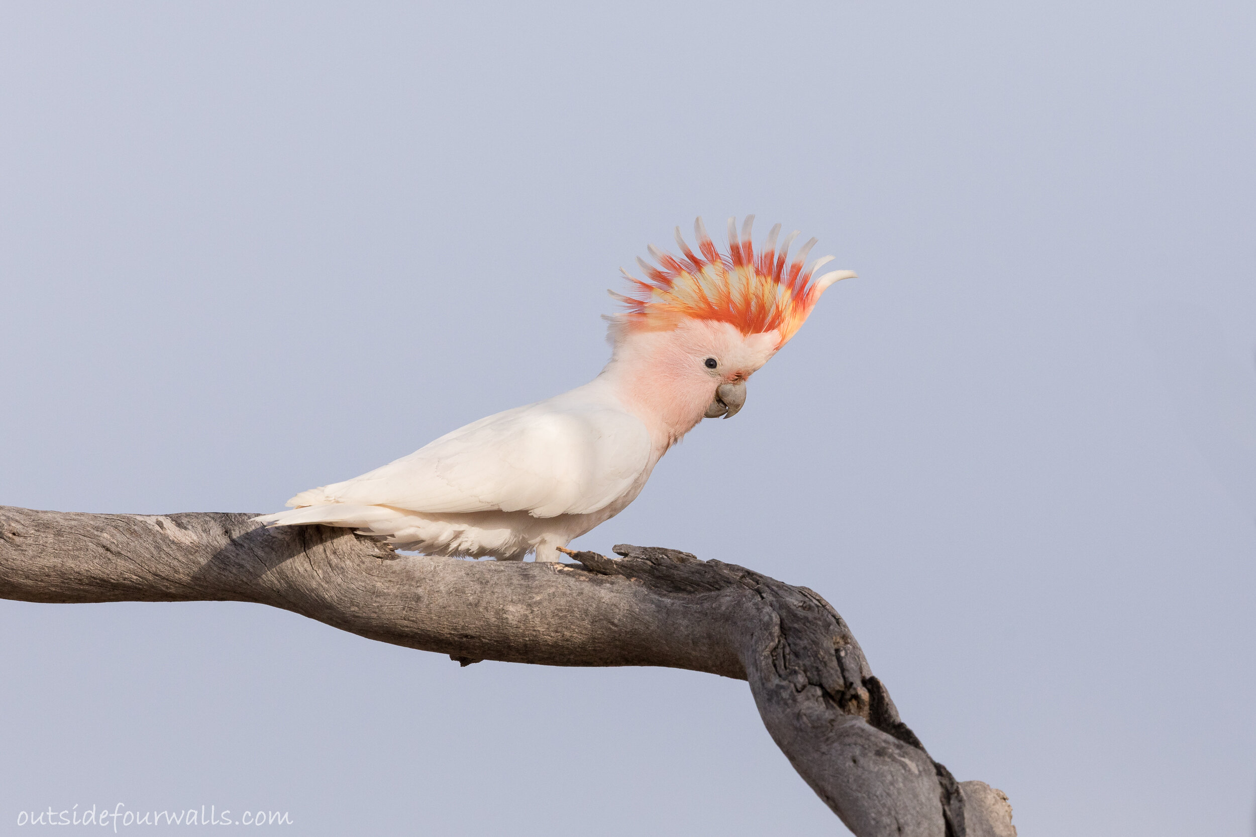 Pink Cockatoo aka Major Mitchell's Cockatoo (Lophochroa leadbeateri)