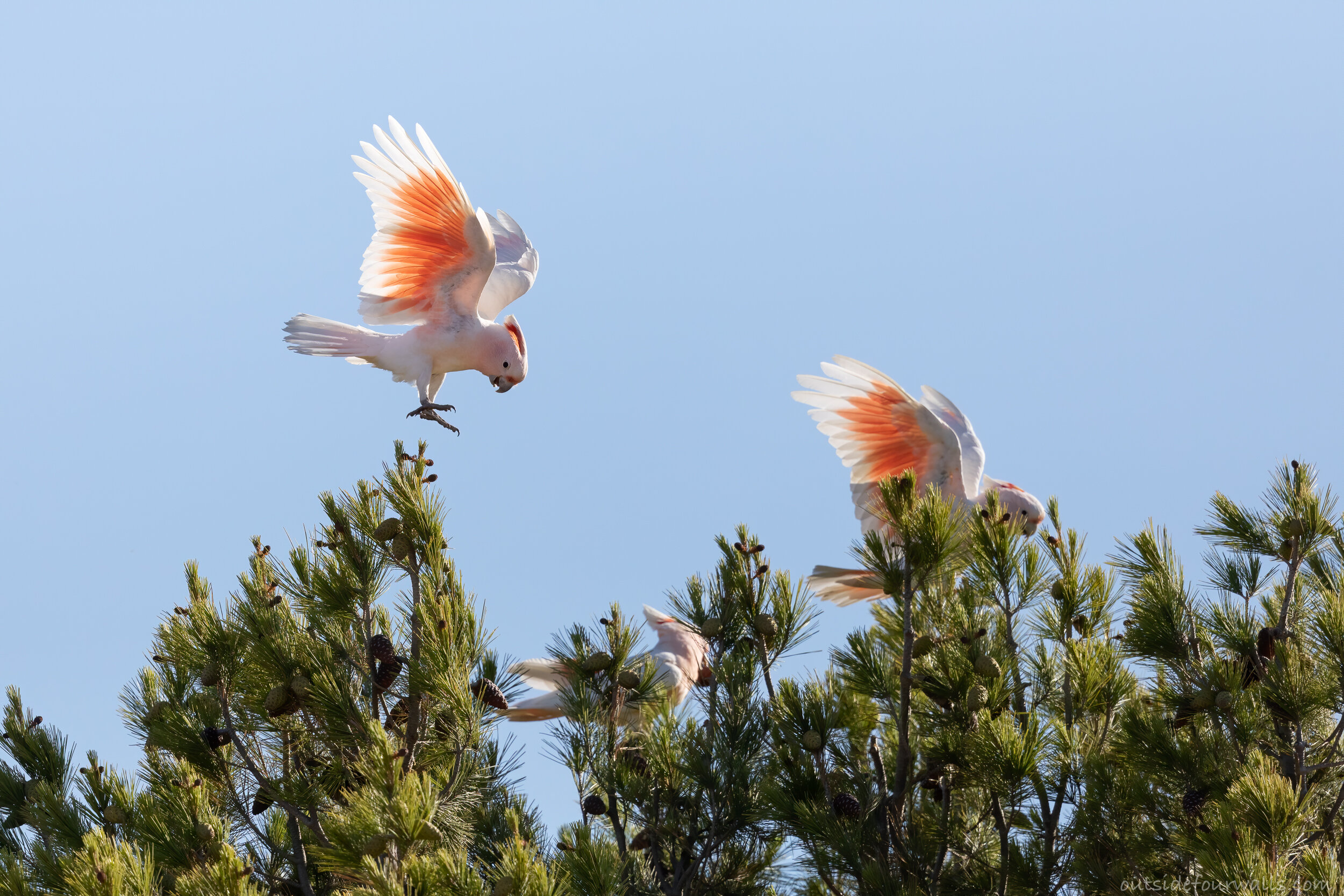 Pink Cockatoo aka Major Mitchell's Cockatoo (Lophochroa leadbeateri)