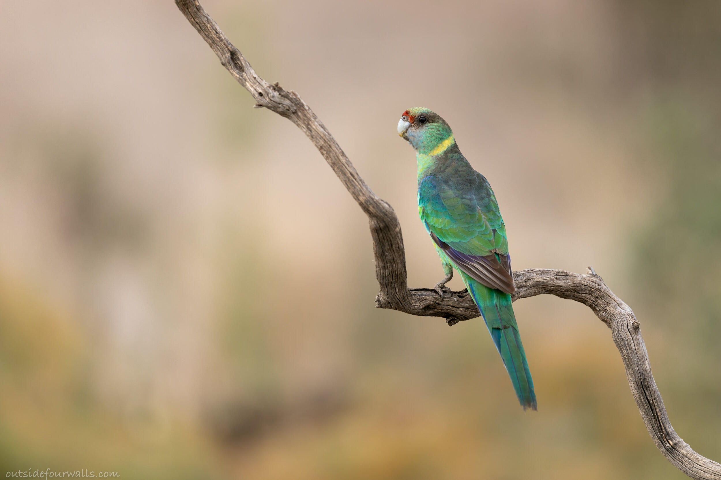 Australian "Mallee" Ringneck (Barnardius zonarius barnardi)