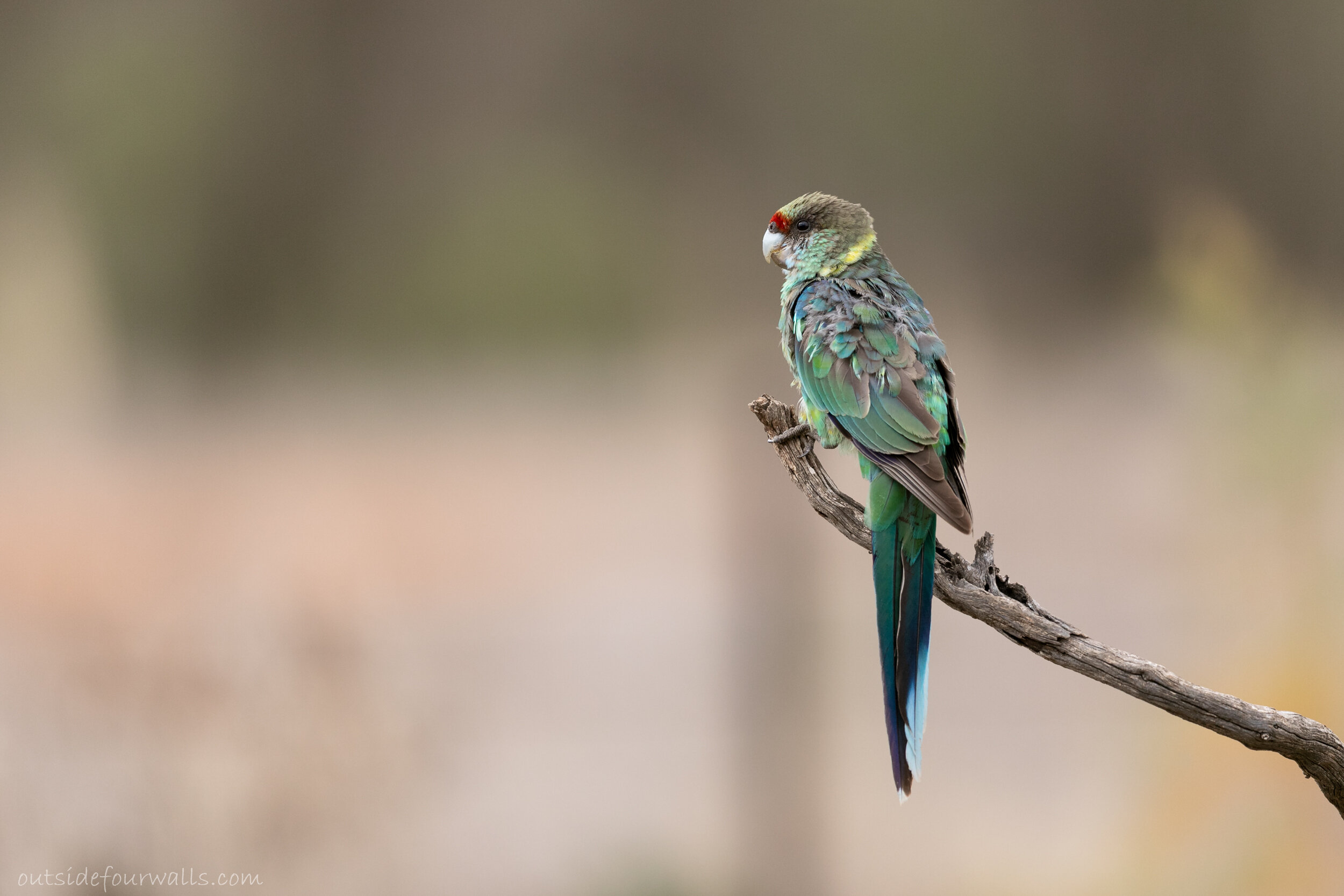 Australian "Mallee" Ringneck (Barnardius zonarius barnardi)