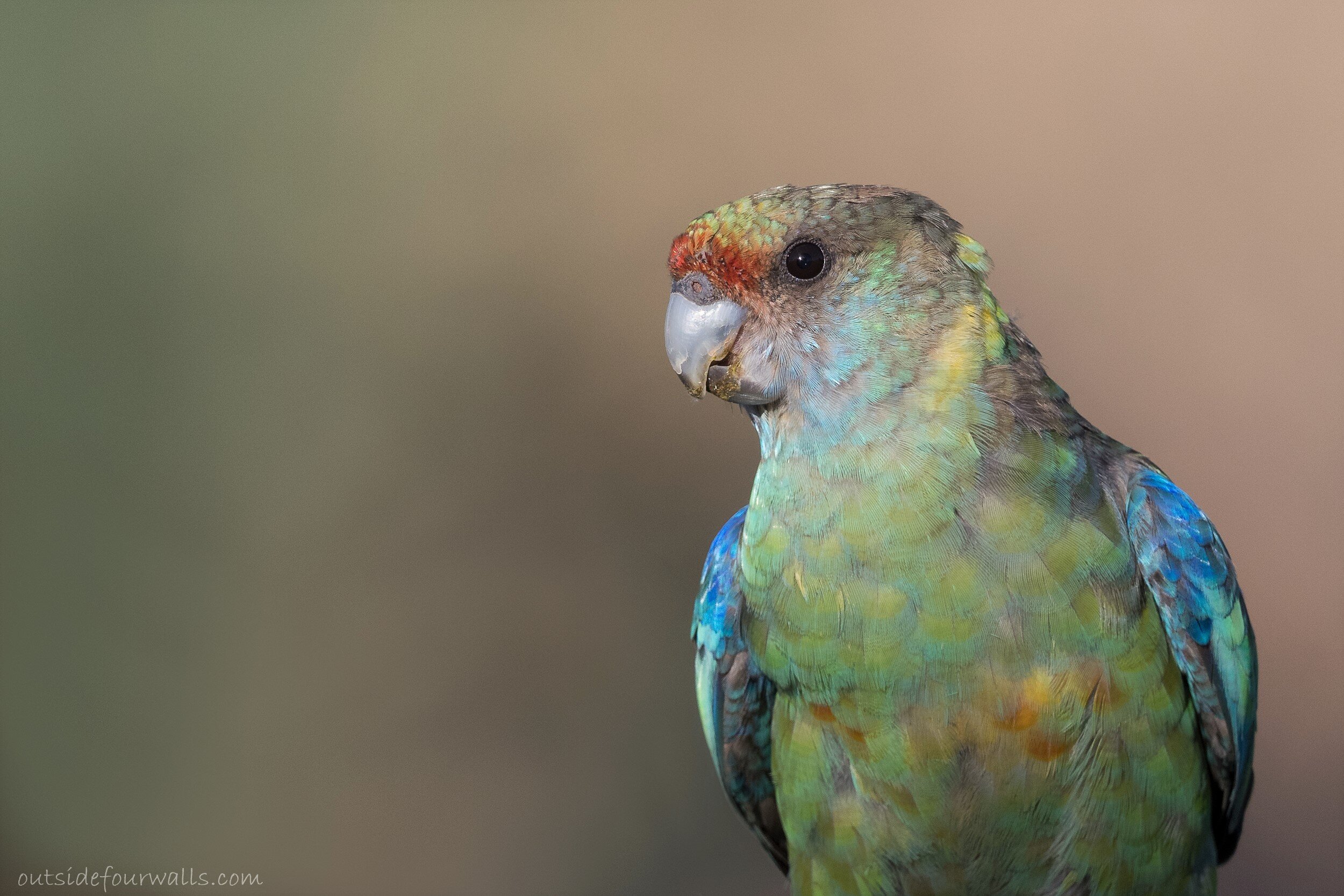 Australian "Mallee" Ringneck (Barnardius zonarius barnardi)