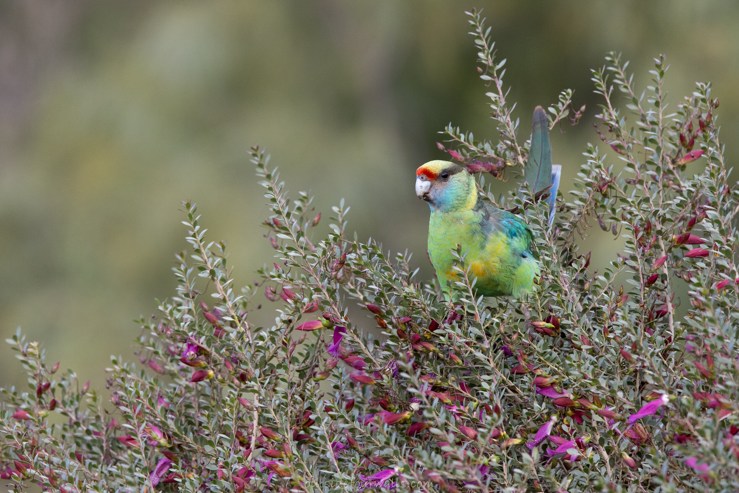 Australian "Mallee" Ringneck (Barnardius zonarius barnardi)