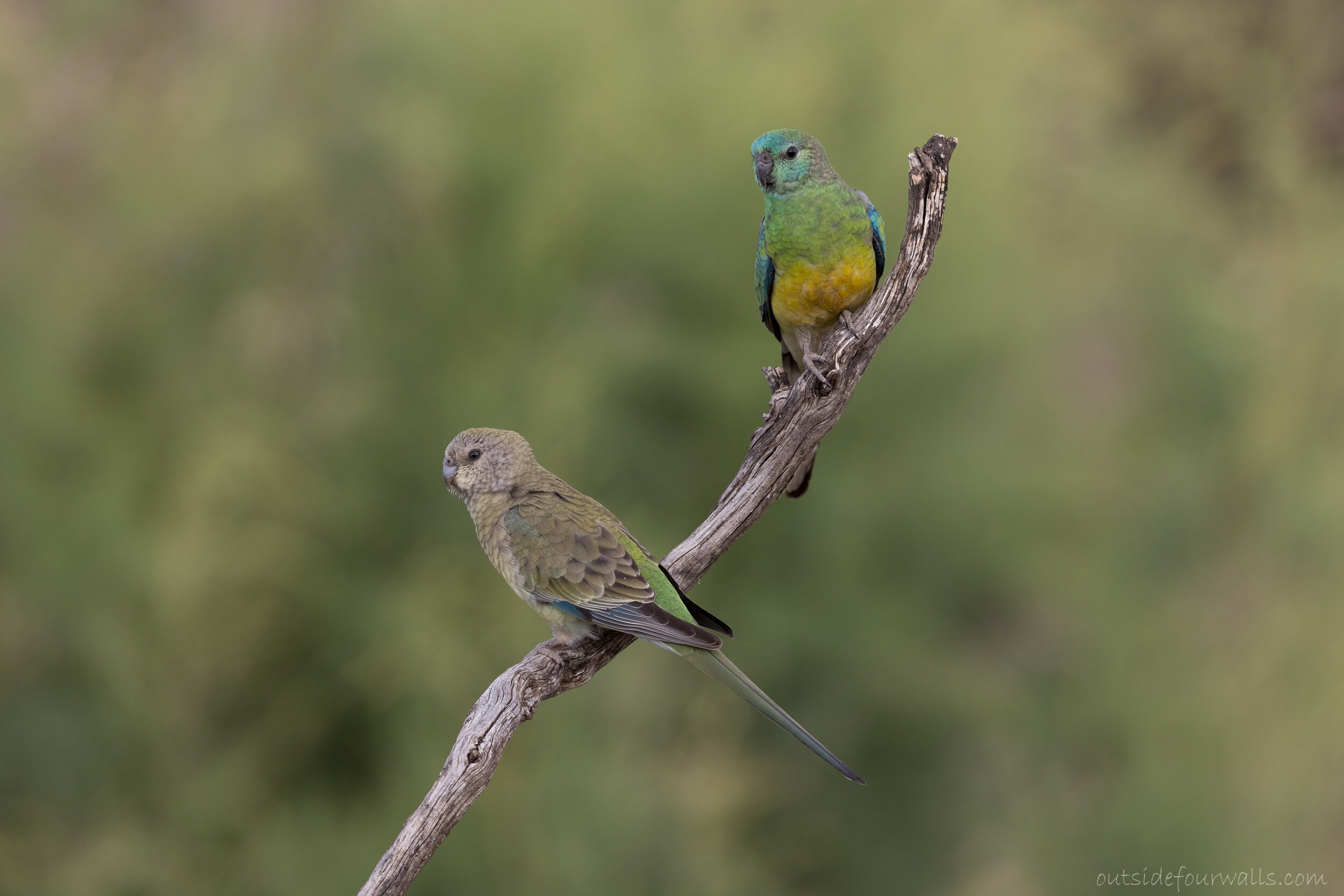 Red-rumped Parrots (Psephotus haematonotus)