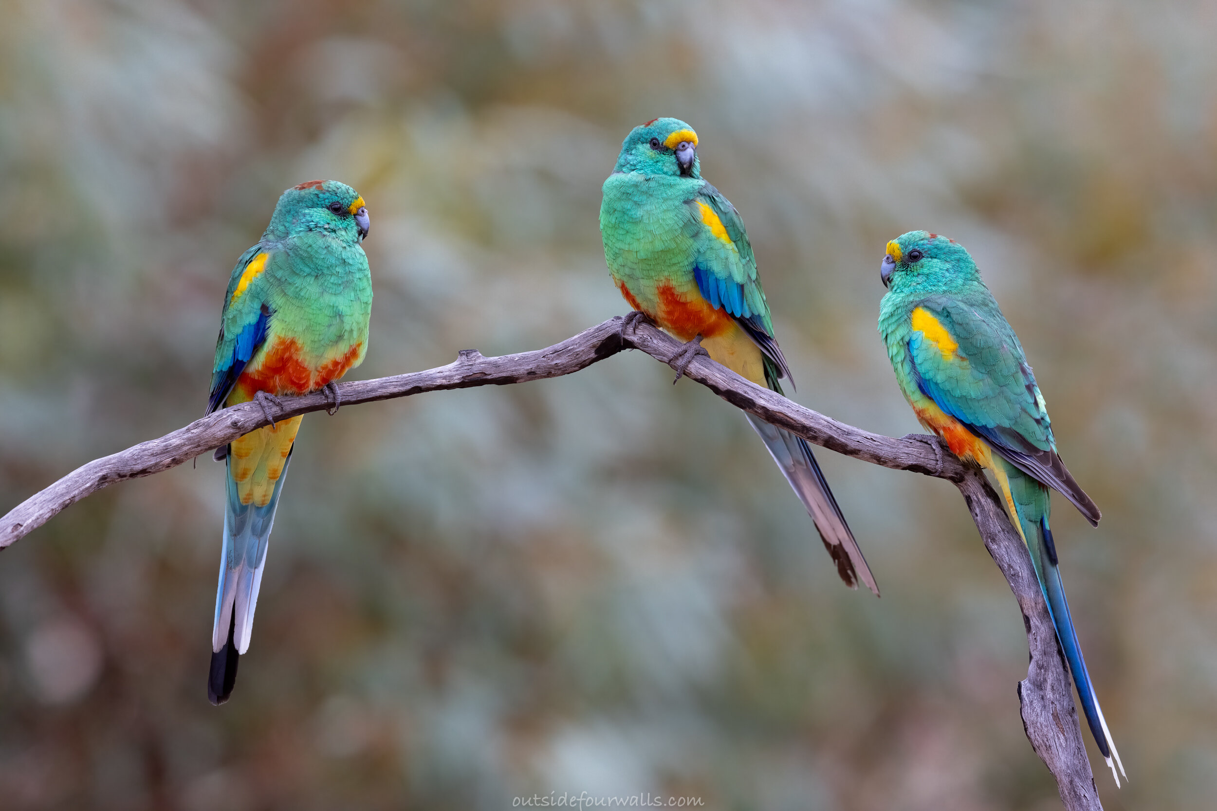 Male Mulga Parrots (Psephotus varius)