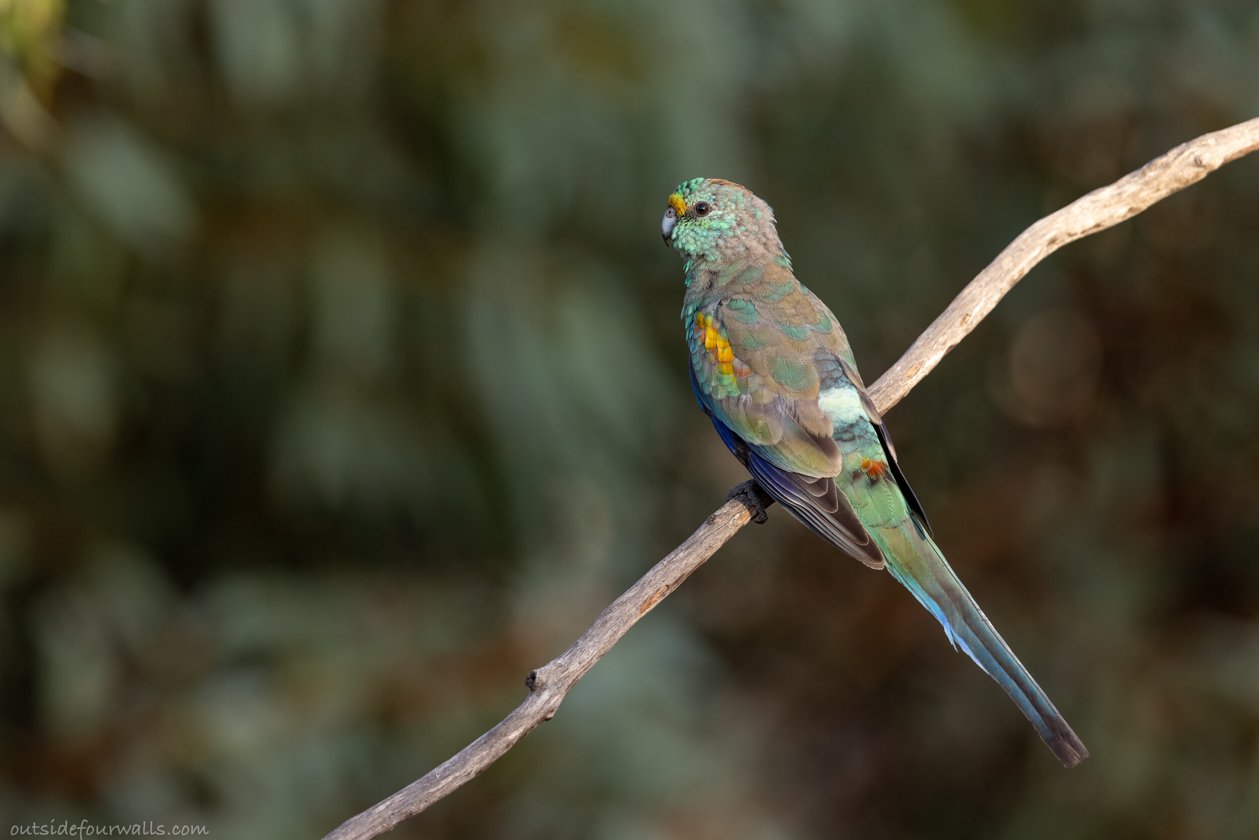 Juvenile Male Mulga Parrot (Psephotus varius)