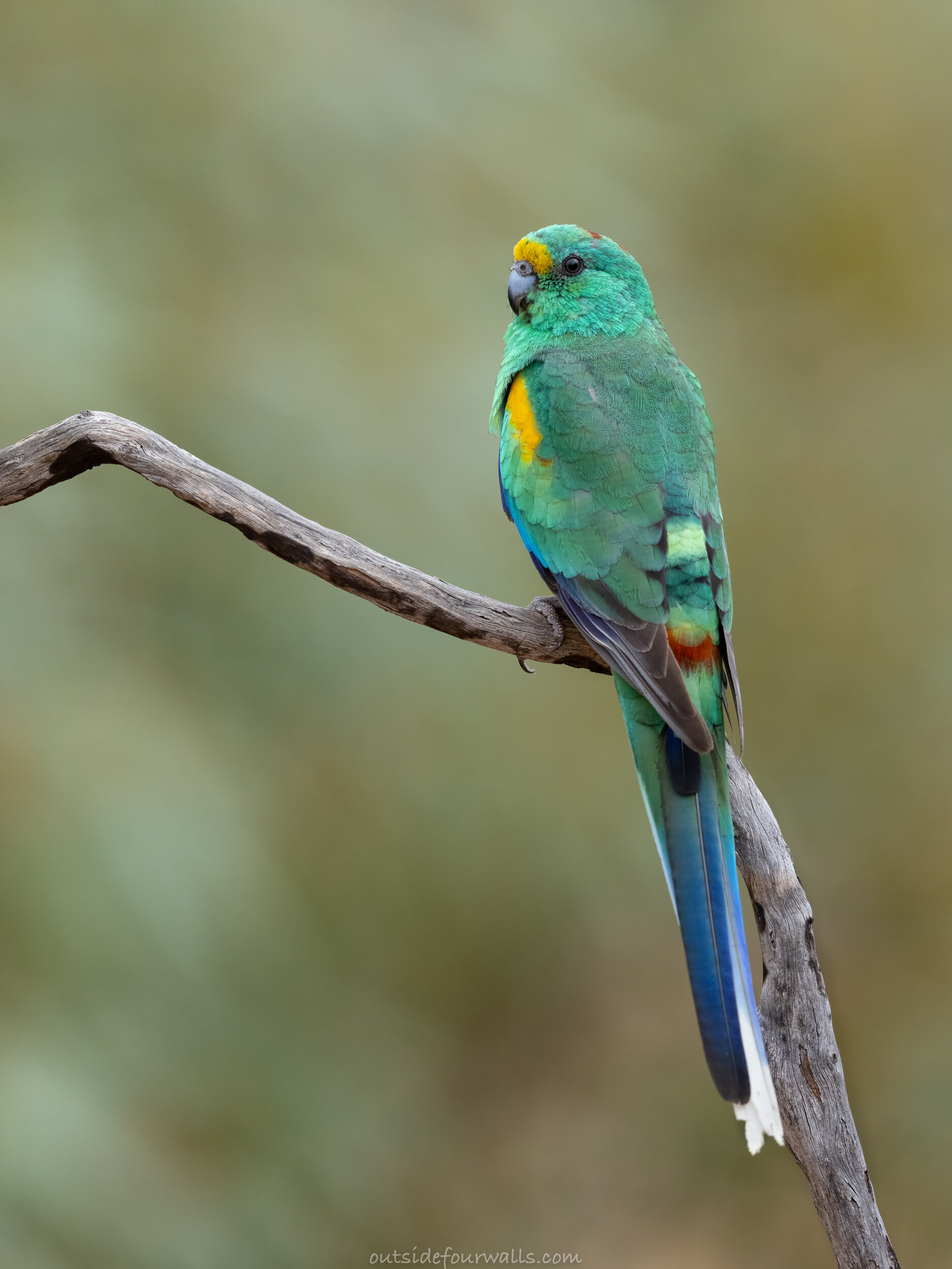 Male Mulga Parrot (Psephotus varius)