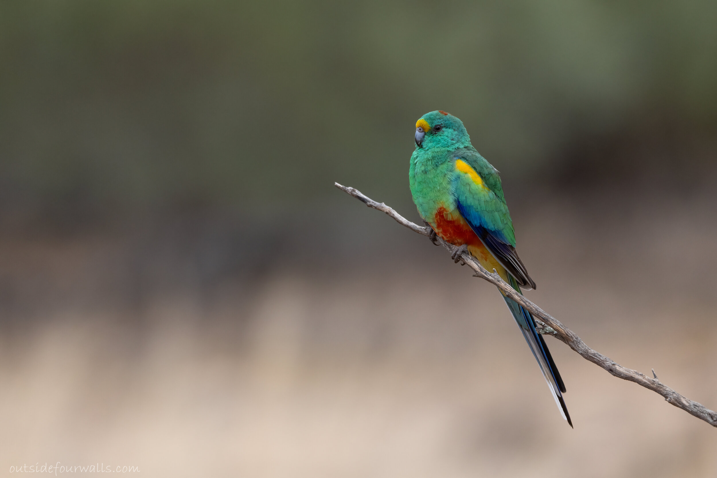 Male Mulga Parrot (Psephotus varius)