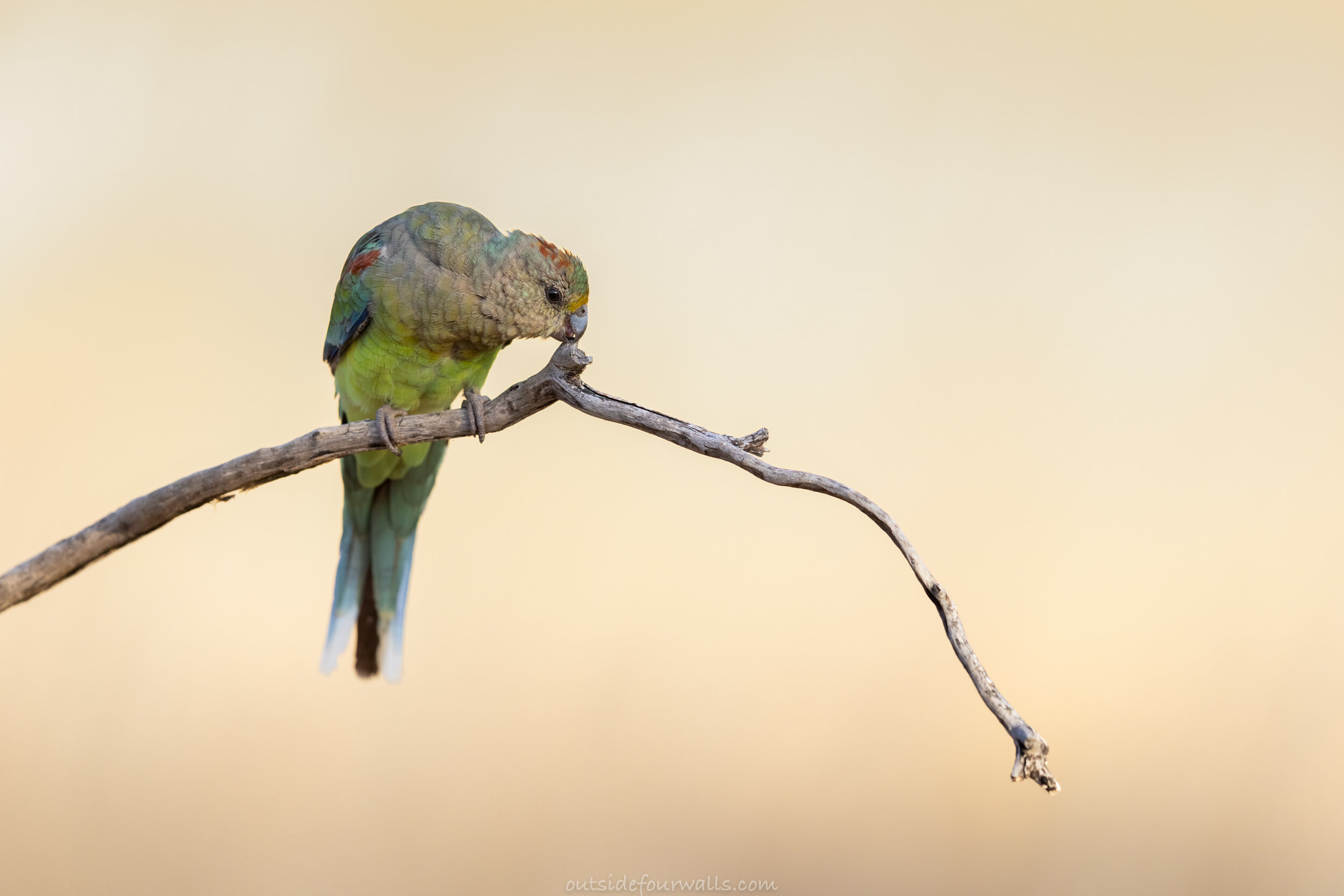 Female Mulga Parrot (Psephotus varius)