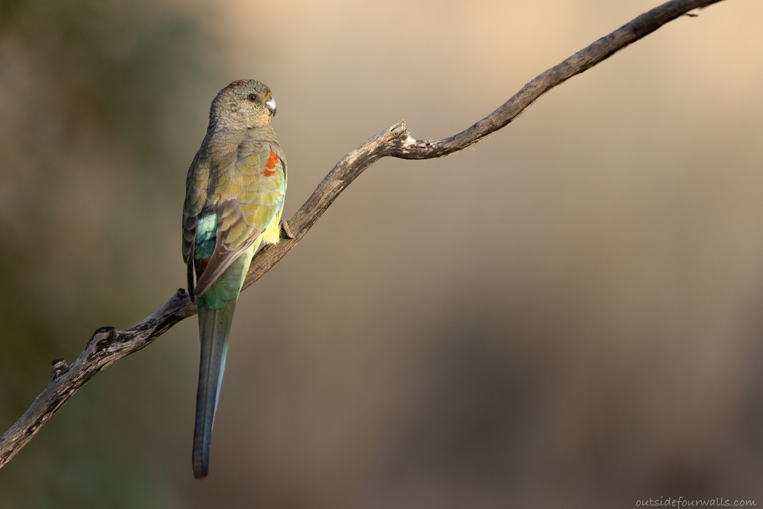 Female Mulga Parrot (Psephotus varius)
