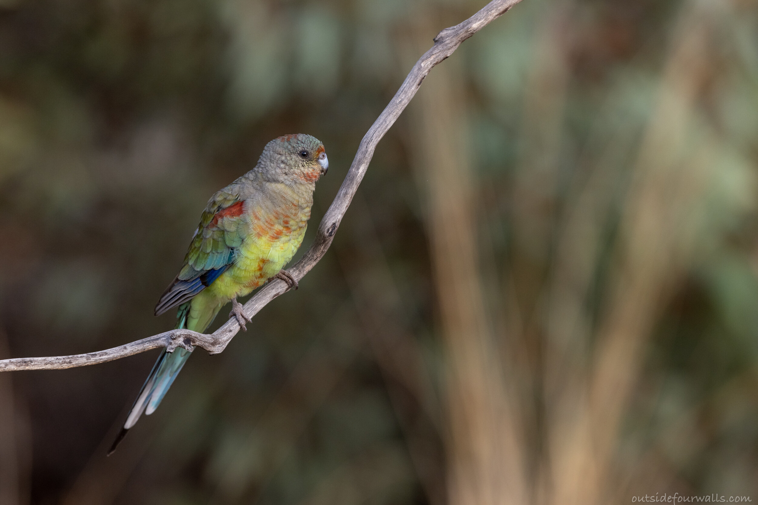 Female Mulga Parrot (Psephotus varius)