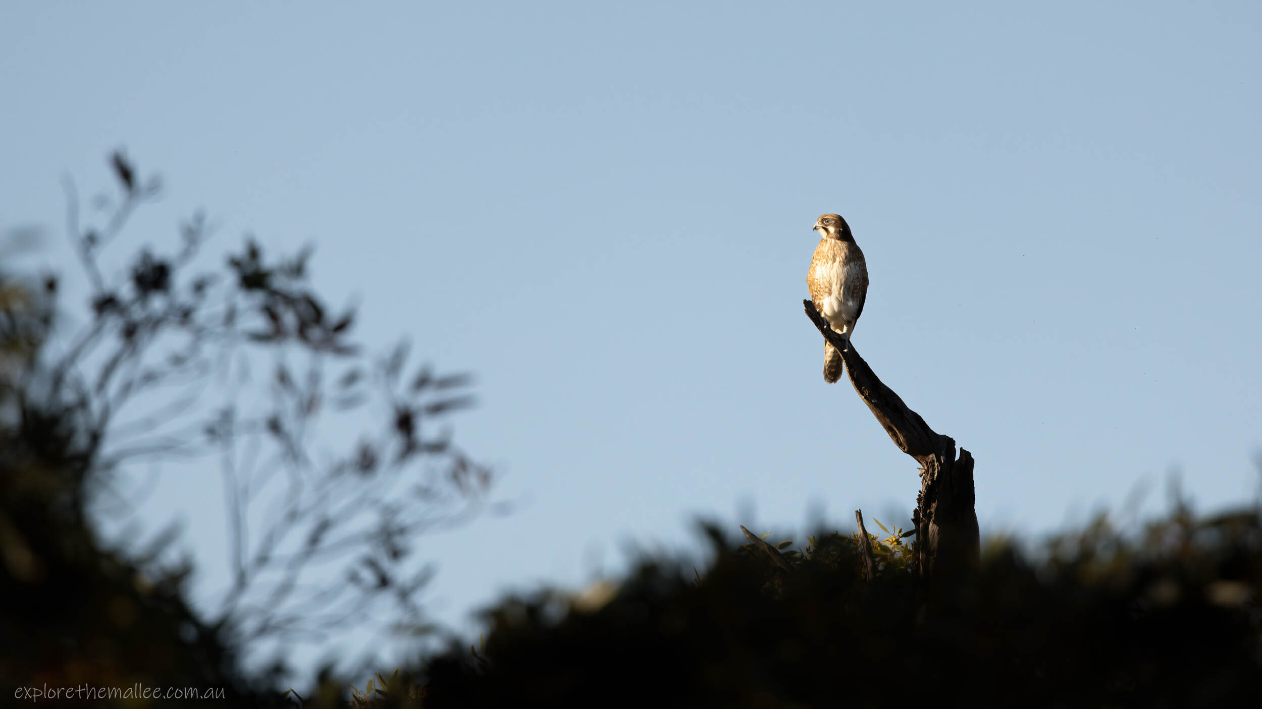 Brown Falcon (Falco berigora)