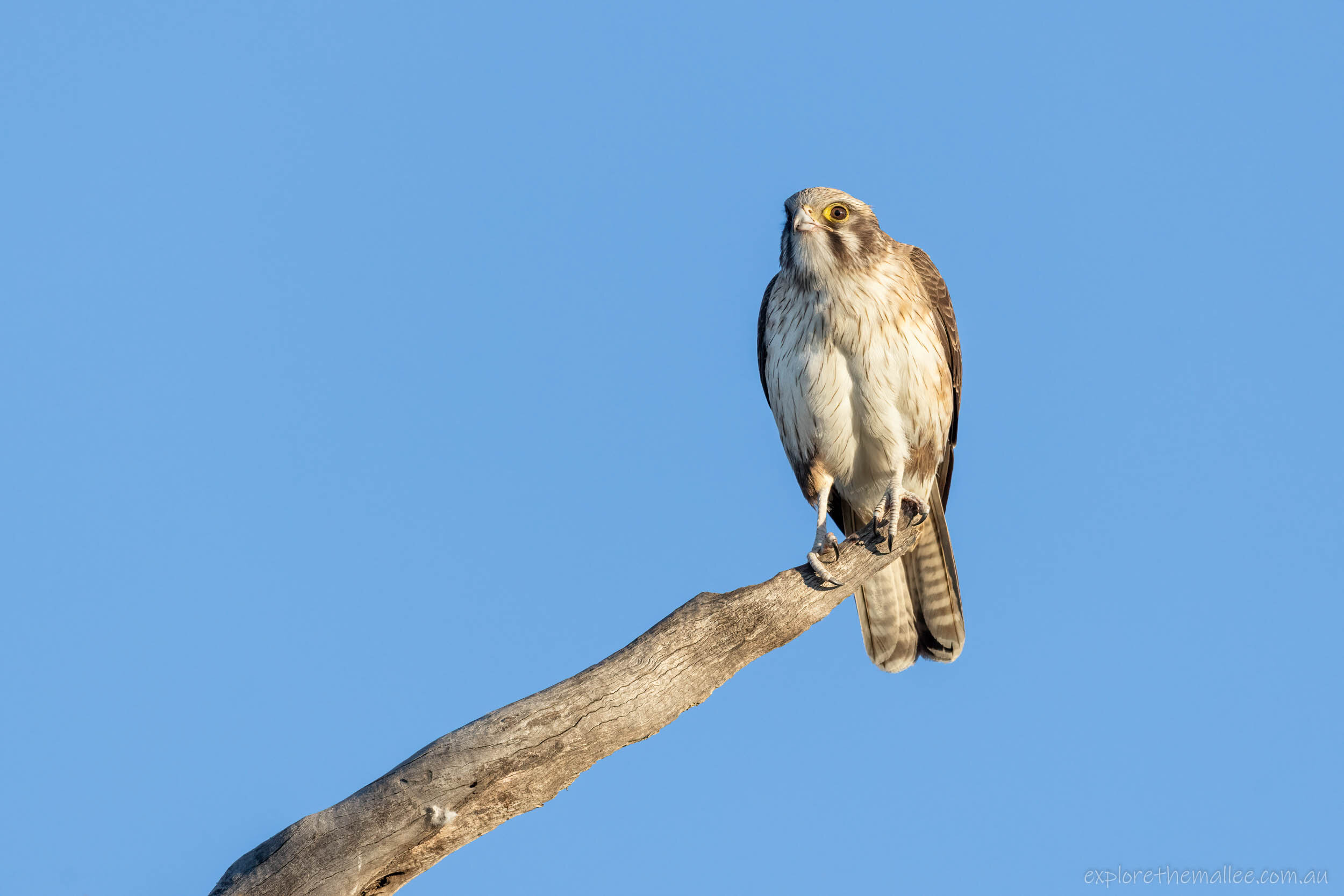 Brown Falcon (Falco berigora)
