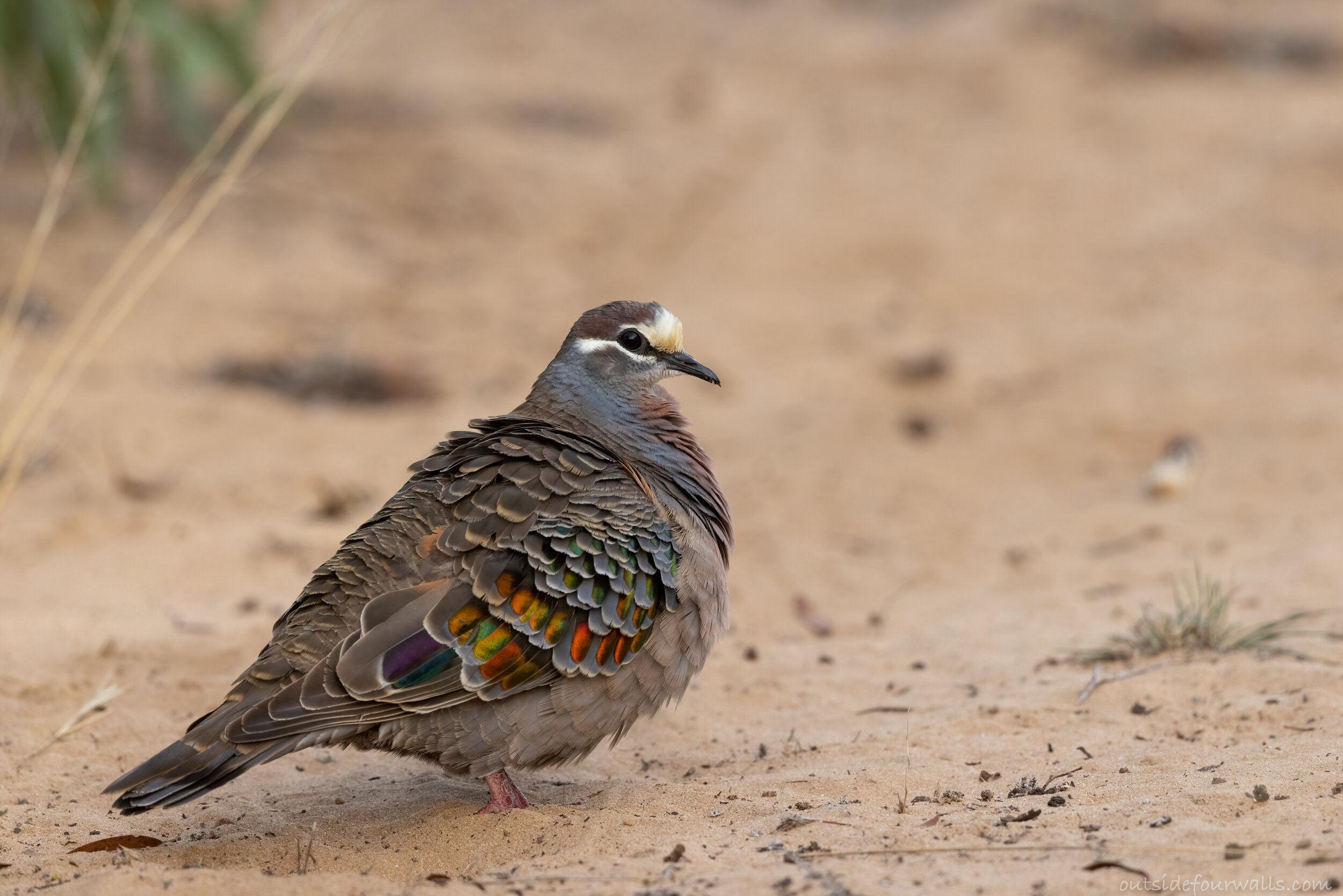 Male Common Bronzewing (Phaps chalcoptera)