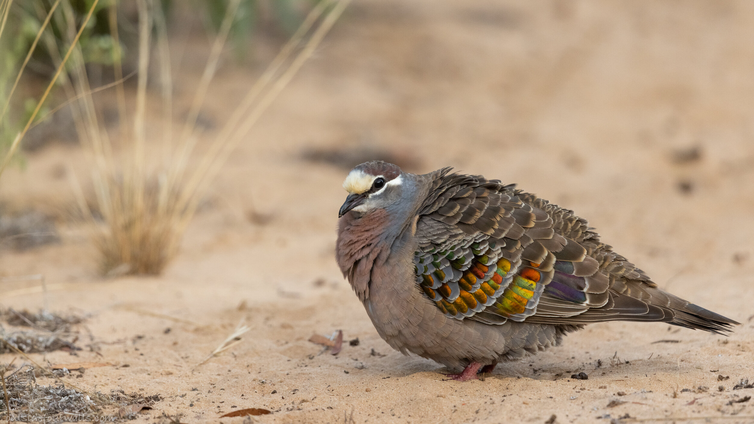 Male Common Bronzewing (Phaps chalcoptera)
