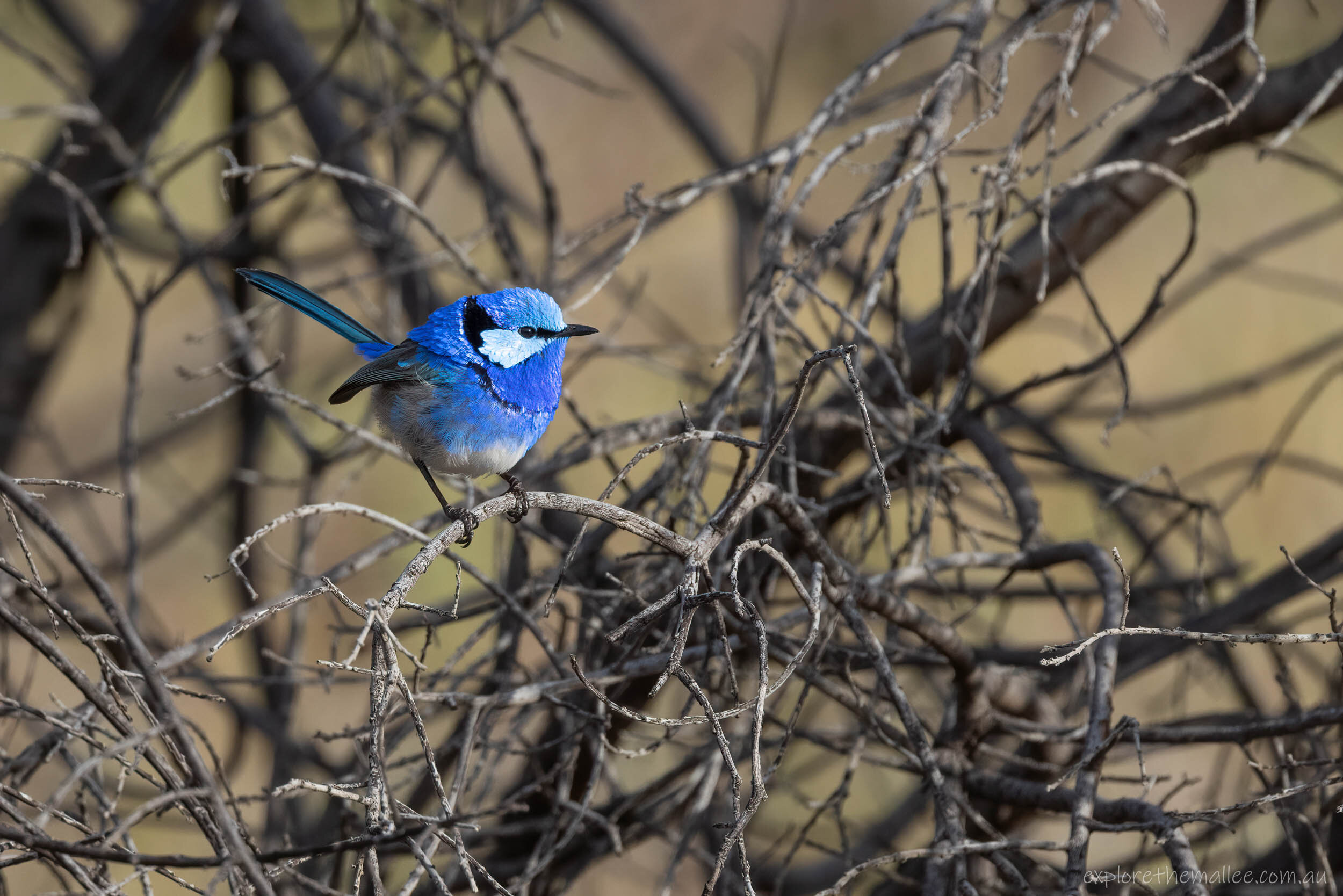 Male Splendid Fairywren (Malurus splendens)